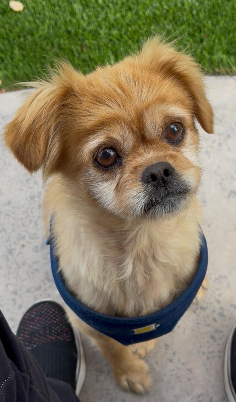 Enlarge June Bug, a Adoptable Mixed Breed in Santa Ana, CA image 2/2