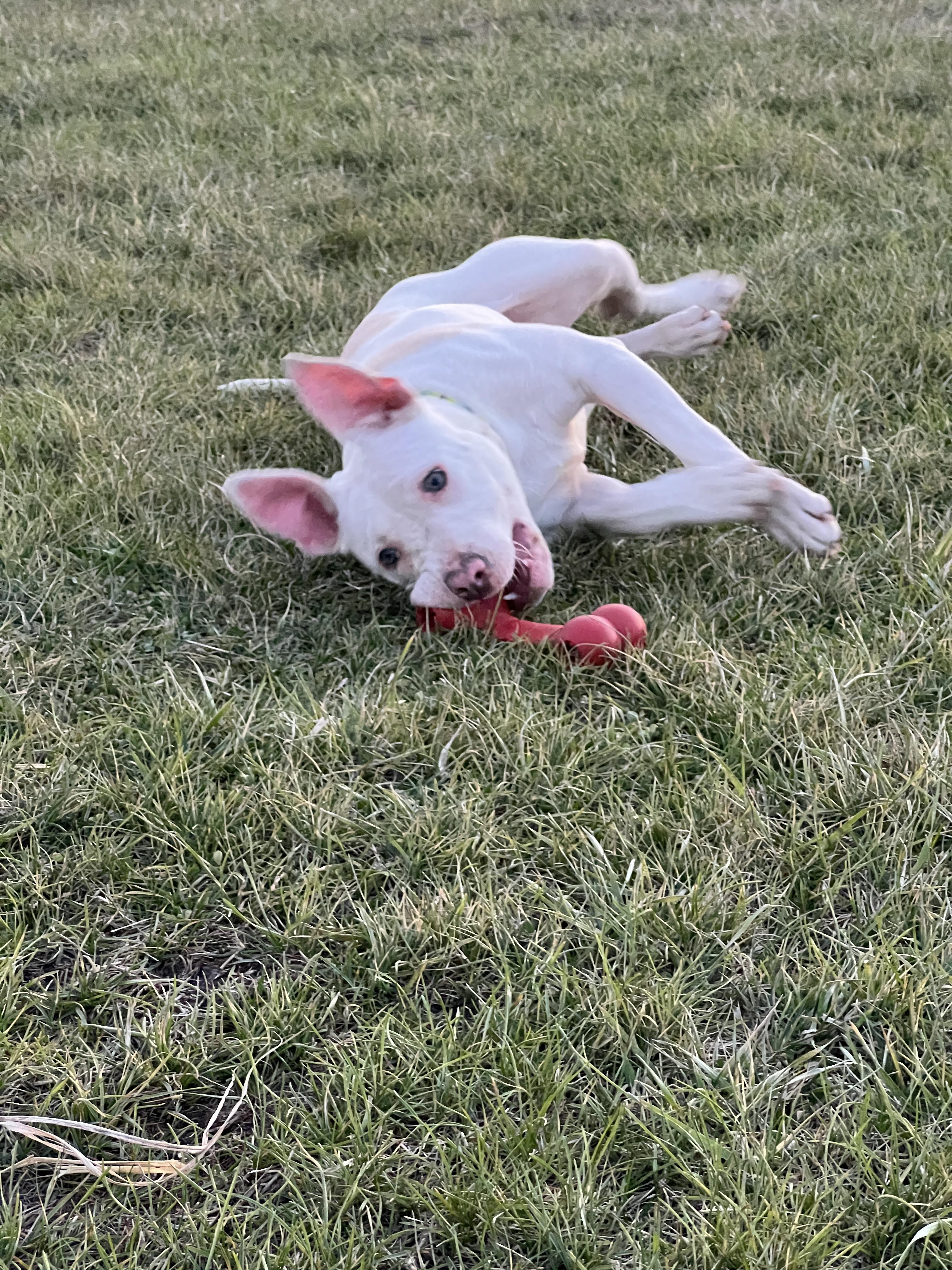 Pinky, a ADOPTABLE mixed breed in Auburn, KS image 2/2