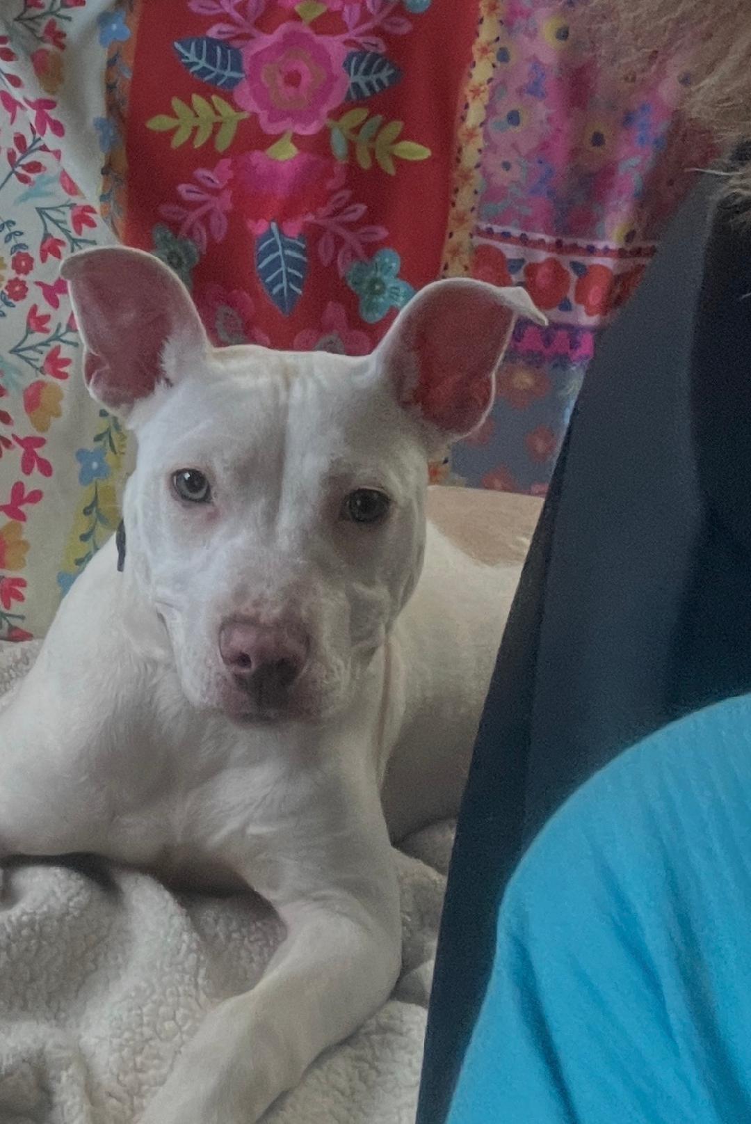 Pinky, a ADOPTABLE mixed breed in Auburn, KS image 1/2