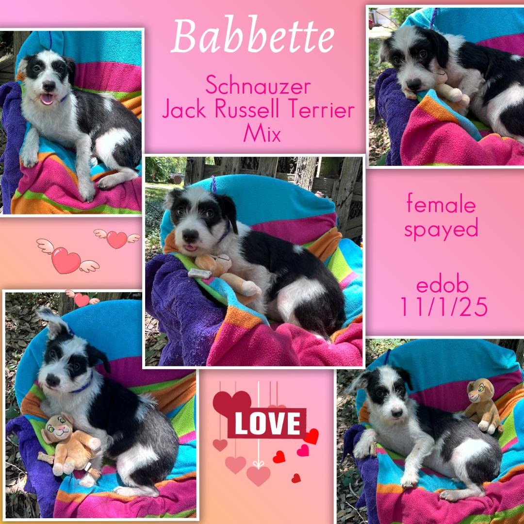 Enlarge Babbette WV14407-T, a Adoptable mixed breed in Woodinville, WA image 5/6