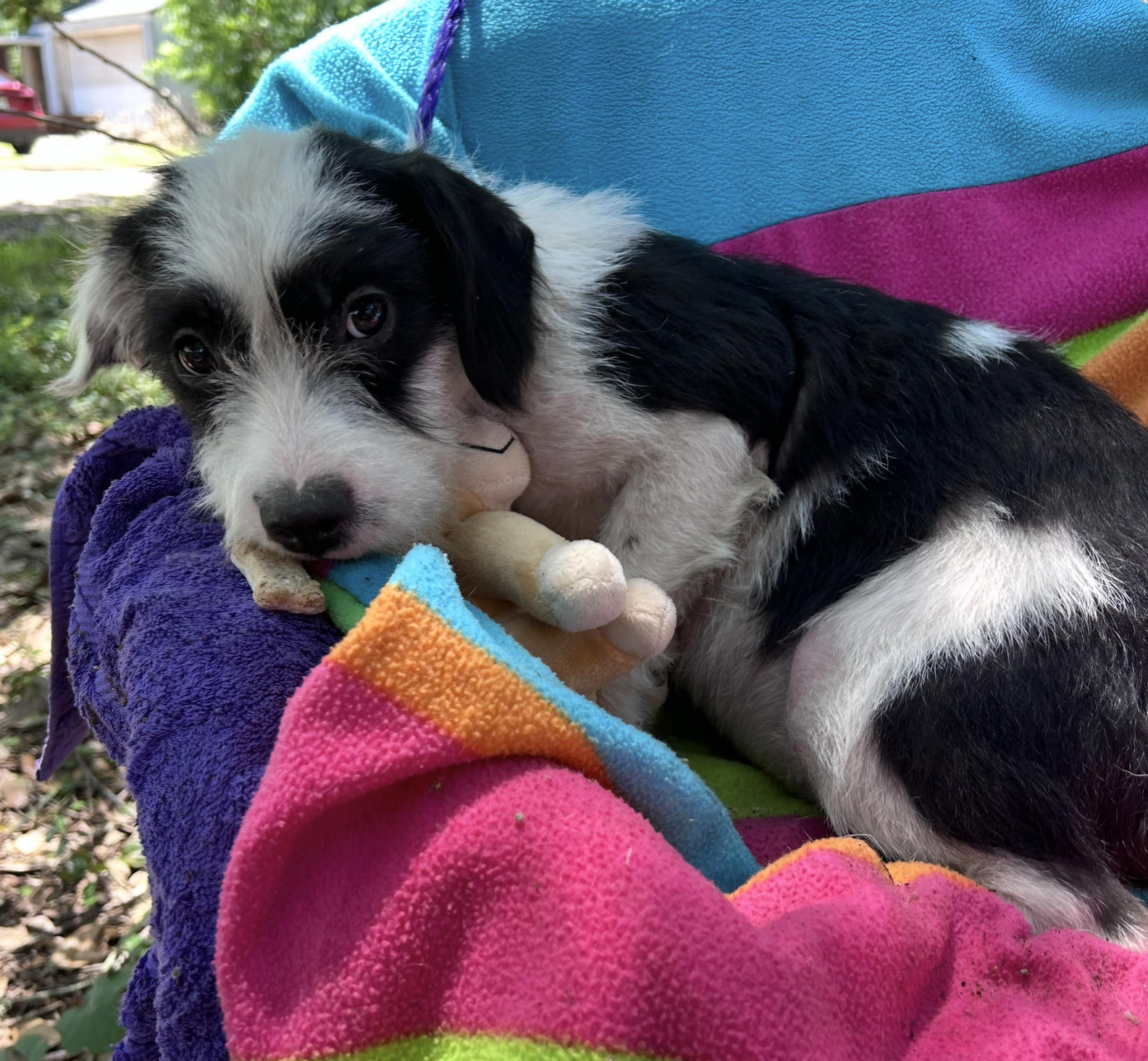 Enlarge Babbette WV14407-T, a Adoptable mixed breed in Woodinville, WA image 4/6