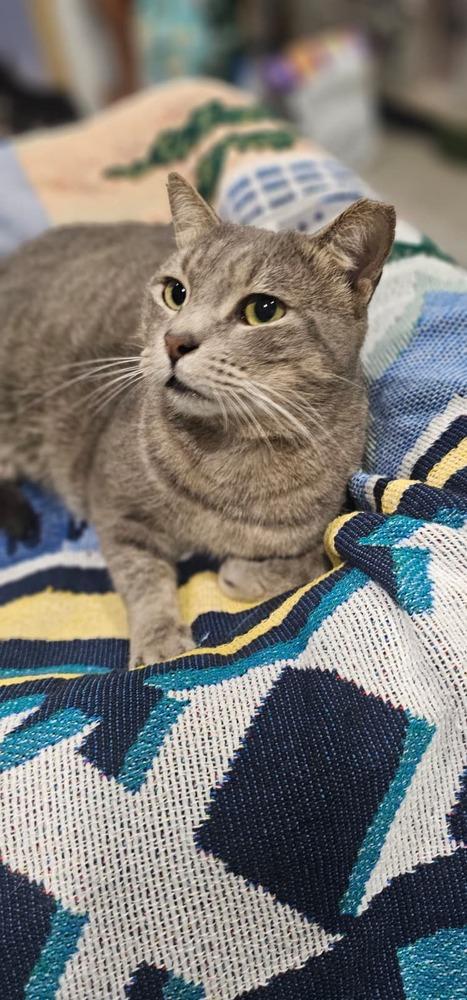 Harold, Adoptable, Adult Male Domestic Short Hair.