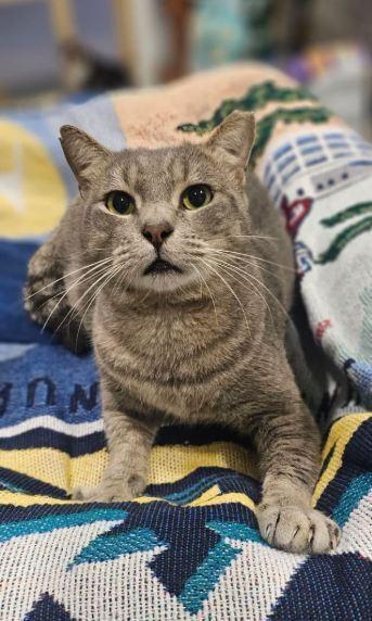 Enlarge Harold, a Adoptable Domestic Short Hair in Hudson, NH image 2/2