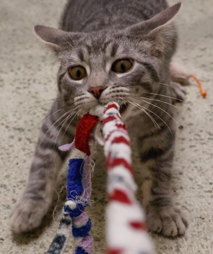 Enlarge Jelly, a Adoptable mixed breed in Baraboo, WI image 2/3