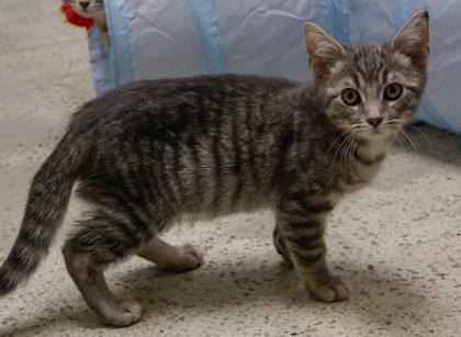 Enlarge Jelly, a Adoptable mixed breed in Baraboo, WI image 2/3