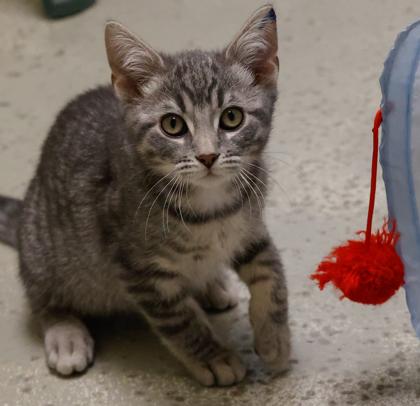 Enlarge Jelly, a Adoptable mixed breed in Baraboo, WI image 3/3