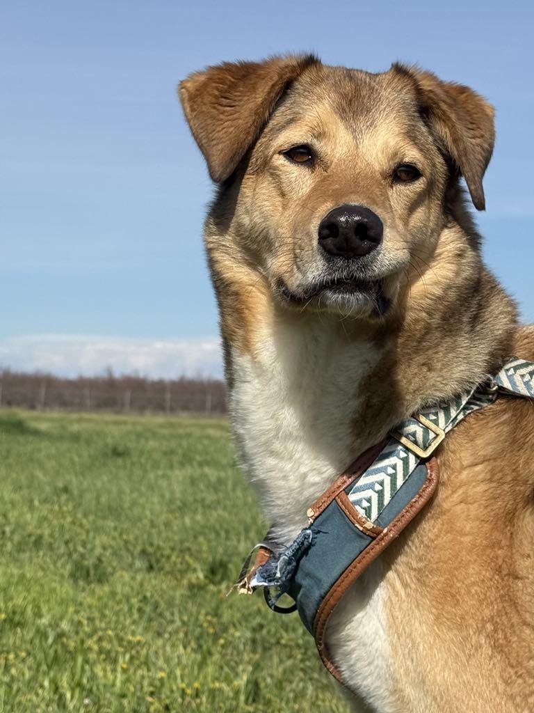 Cookie, a Adoptable Shepherd in Visalia, CA image 3/5