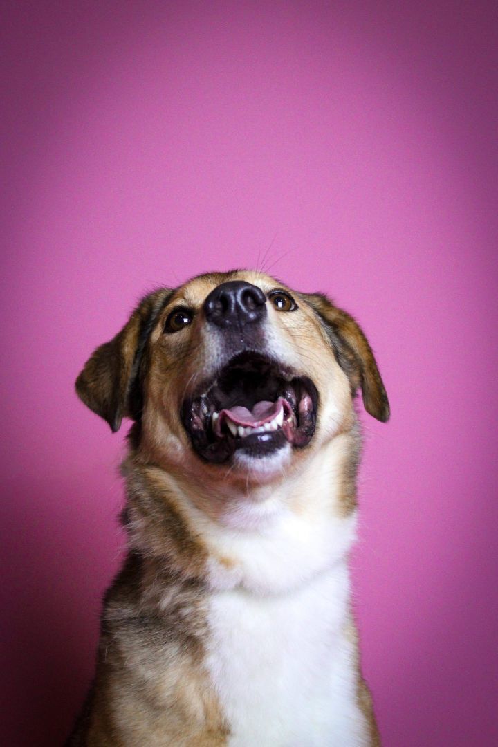 Cookie, a Adoptable Shepherd in Visalia, CA image 4/5