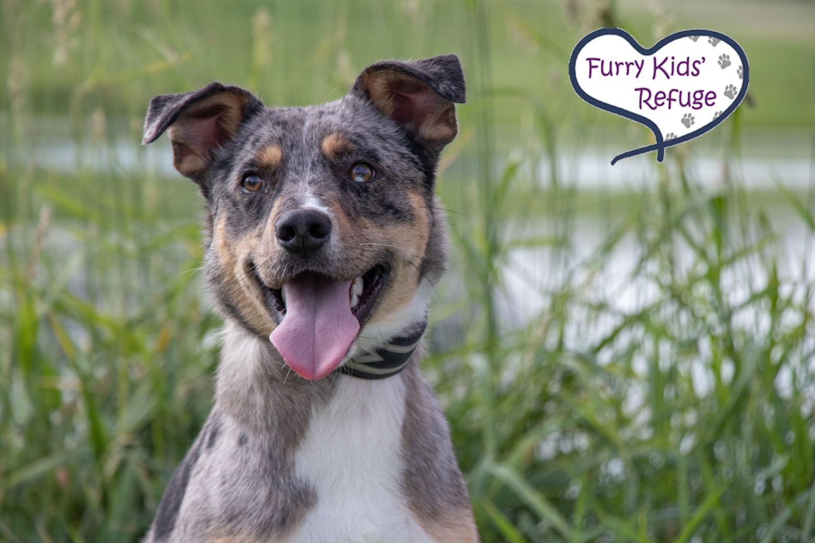 Groucho, Adoptable, Adult Male Catahoula Leopard Dog & Australian Cattle Dog / Blue Heeler.