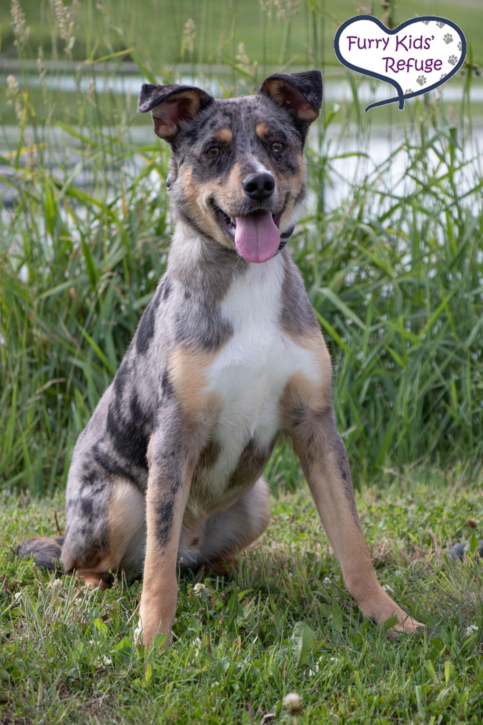 Enlarge Groucho, a Adoptable mixed breed in Lee's Summit, MO image 2/3