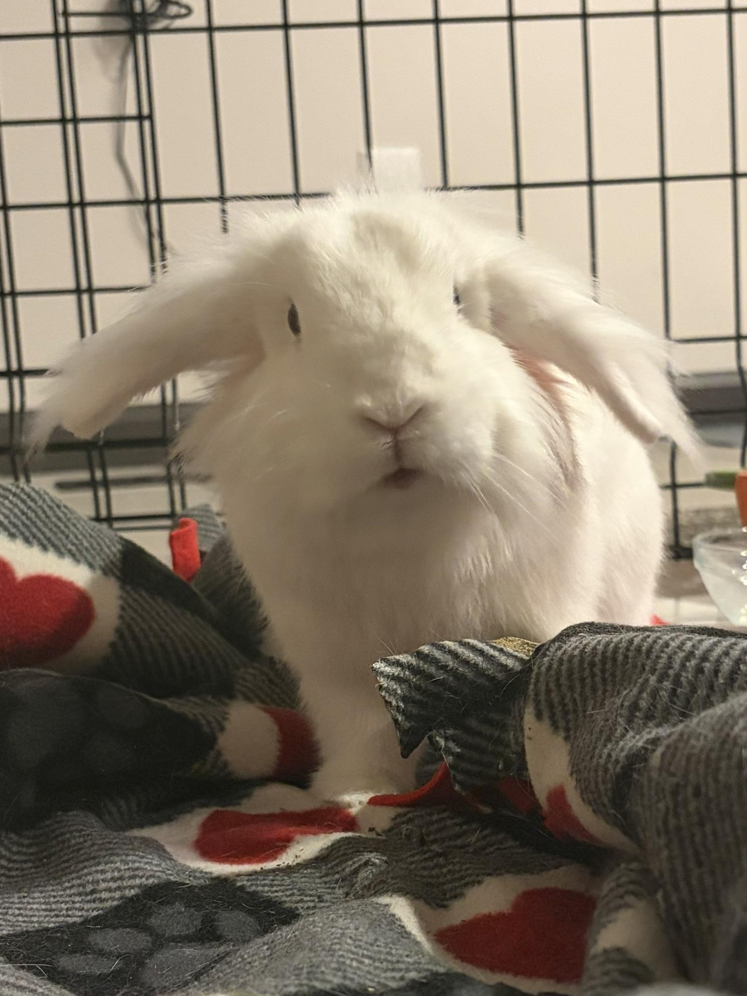 Enlarge Wabi, a Adoptable mixed breed in Edina, MN image 4/4