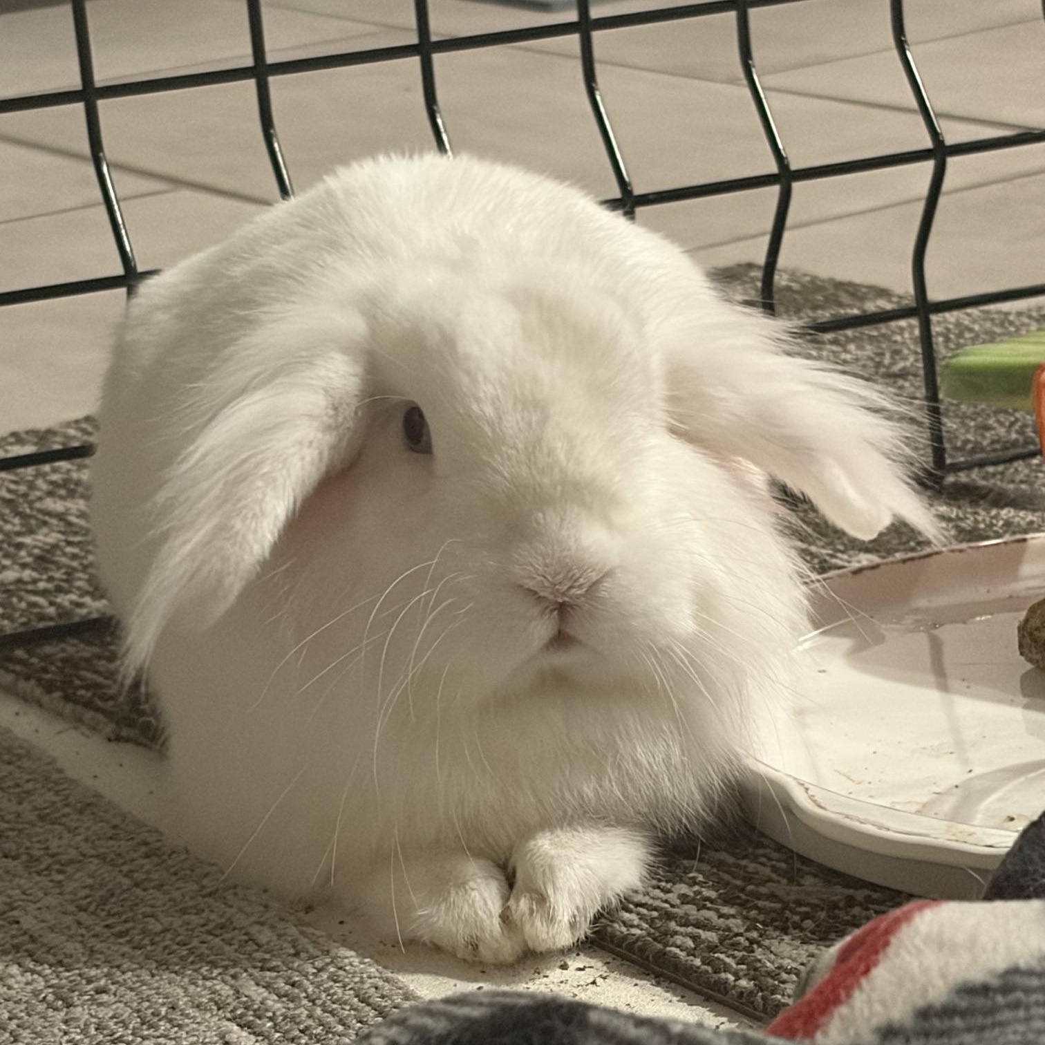 Enlarge Wabi, a Adoptable mixed breed in Edina, MN image 1/4