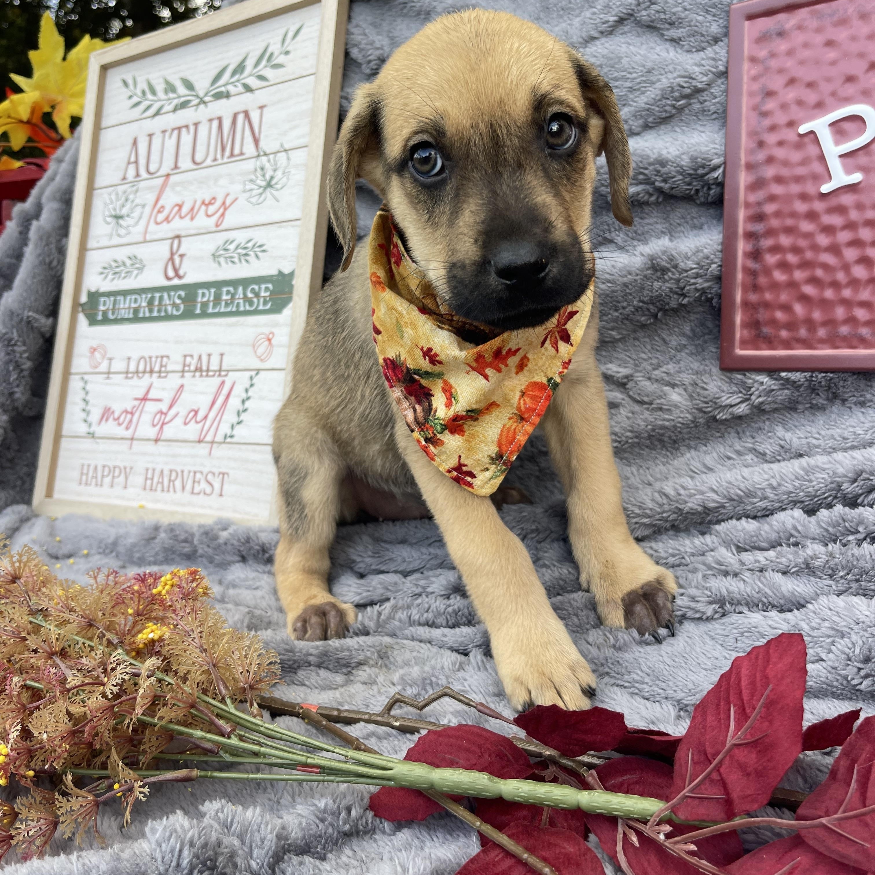 Cinnamon thumbnail 2