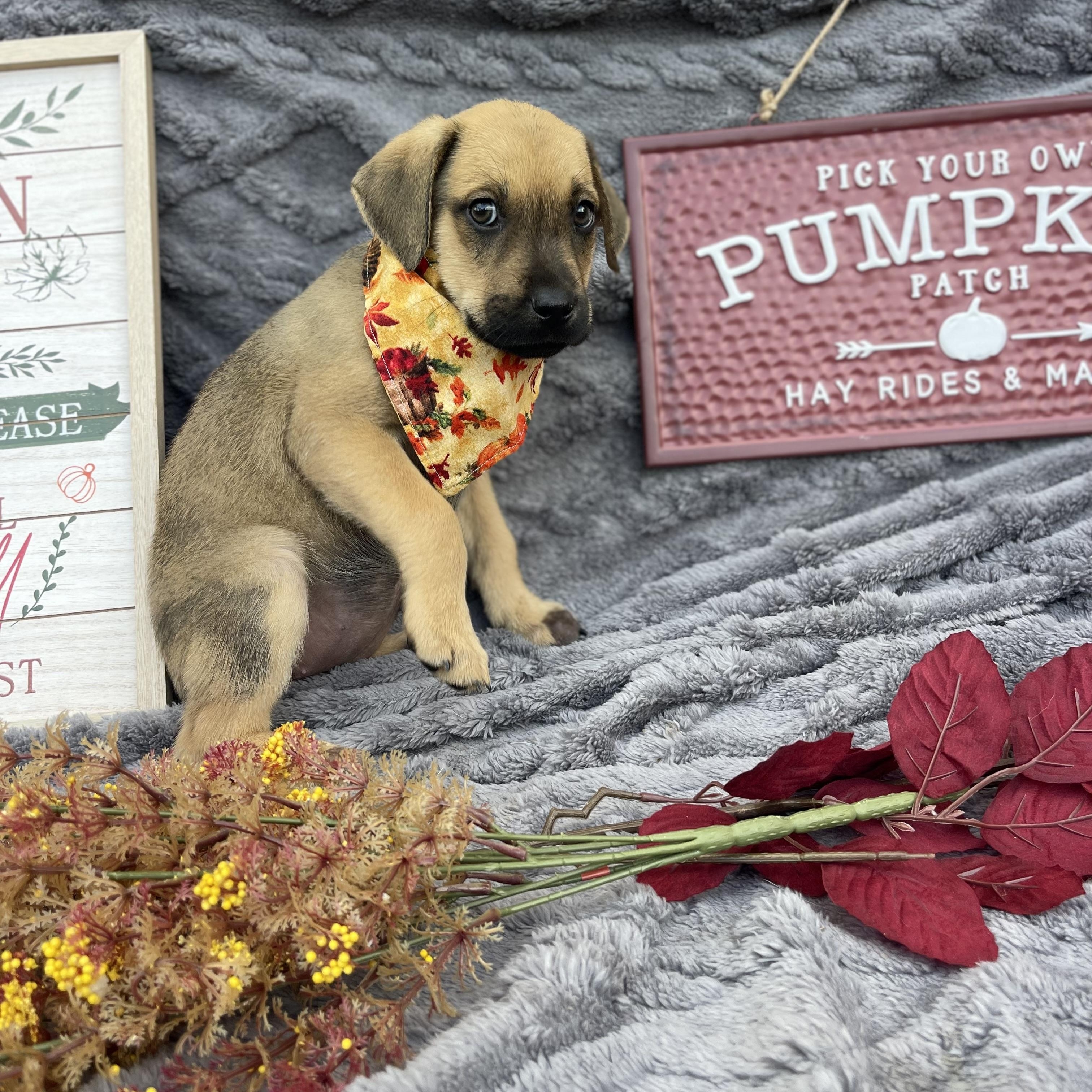 Cinnamon thumbnail 6