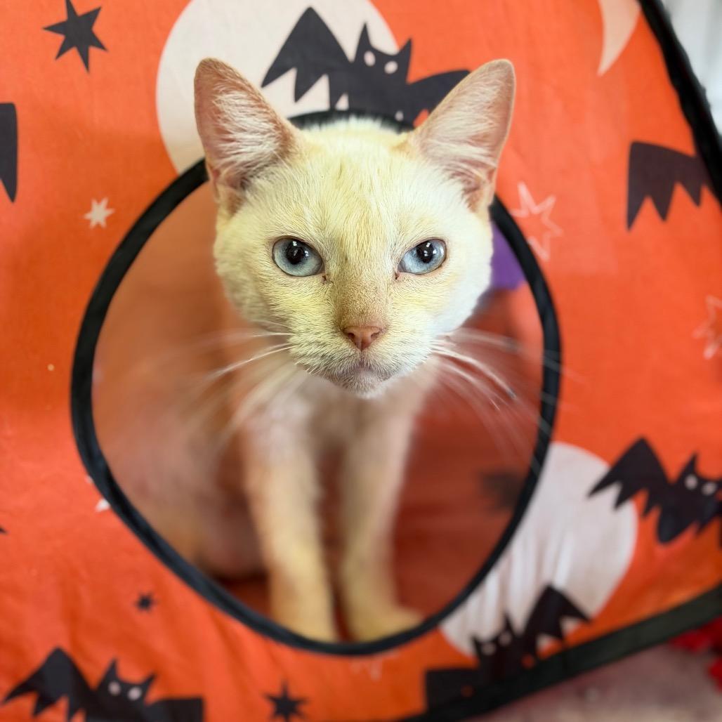 Enlarge Flame, a Adoptable Siamese in Fort Smith, AR image 1/3