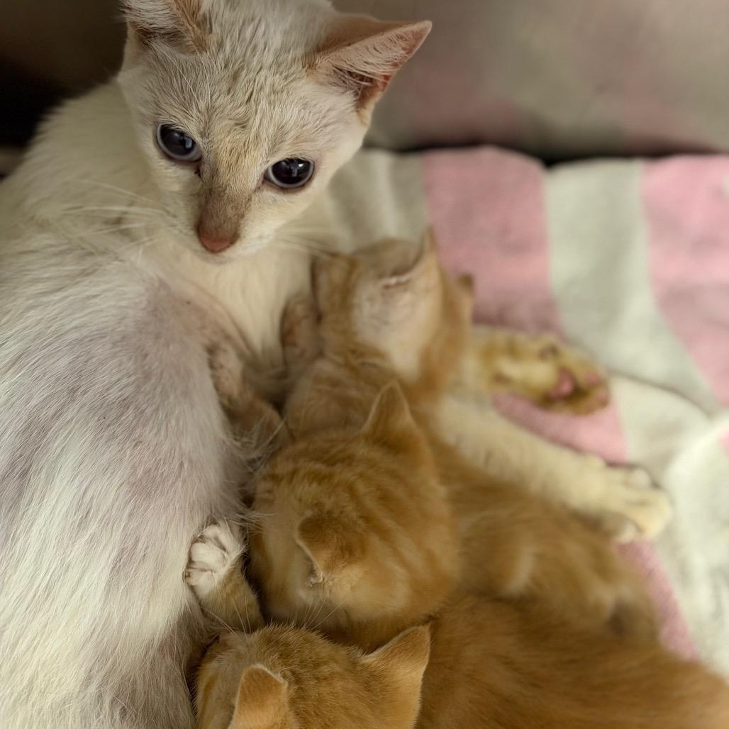 Flame, Adoptable, Adult Female Siamese.