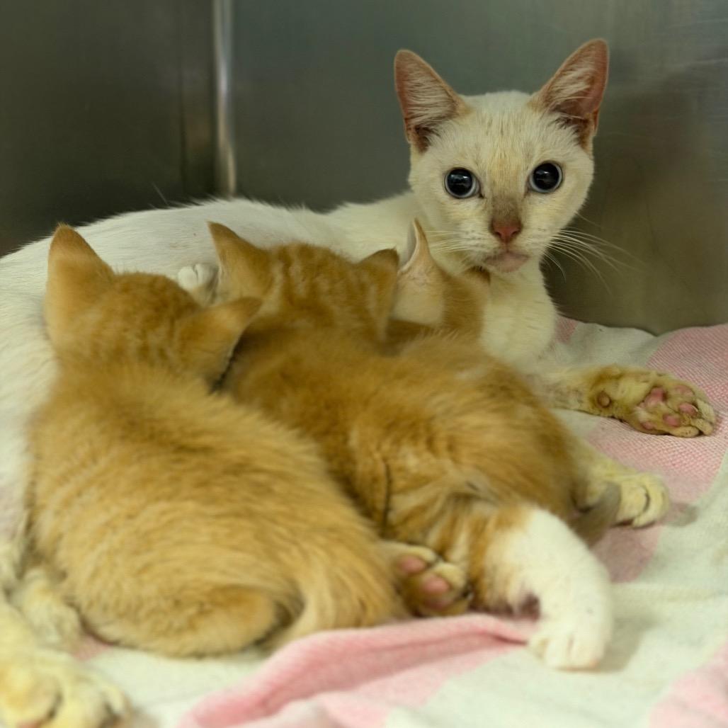 Enlarge Flame, a Adoptable Siamese in Fort Smith, AR image 3/3