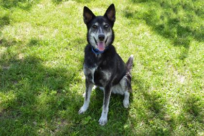 Karma, Adoptable, Adult Female Husky & Mixed Breed.