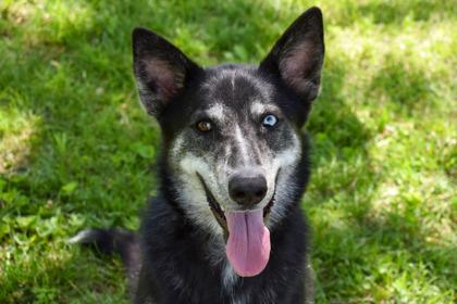 Karma, a Adoptable mixed breed in Kansas City, MO image 2/3