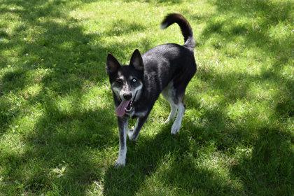 Karma, Adoptable, Adult Female Husky & Mixed Breed.