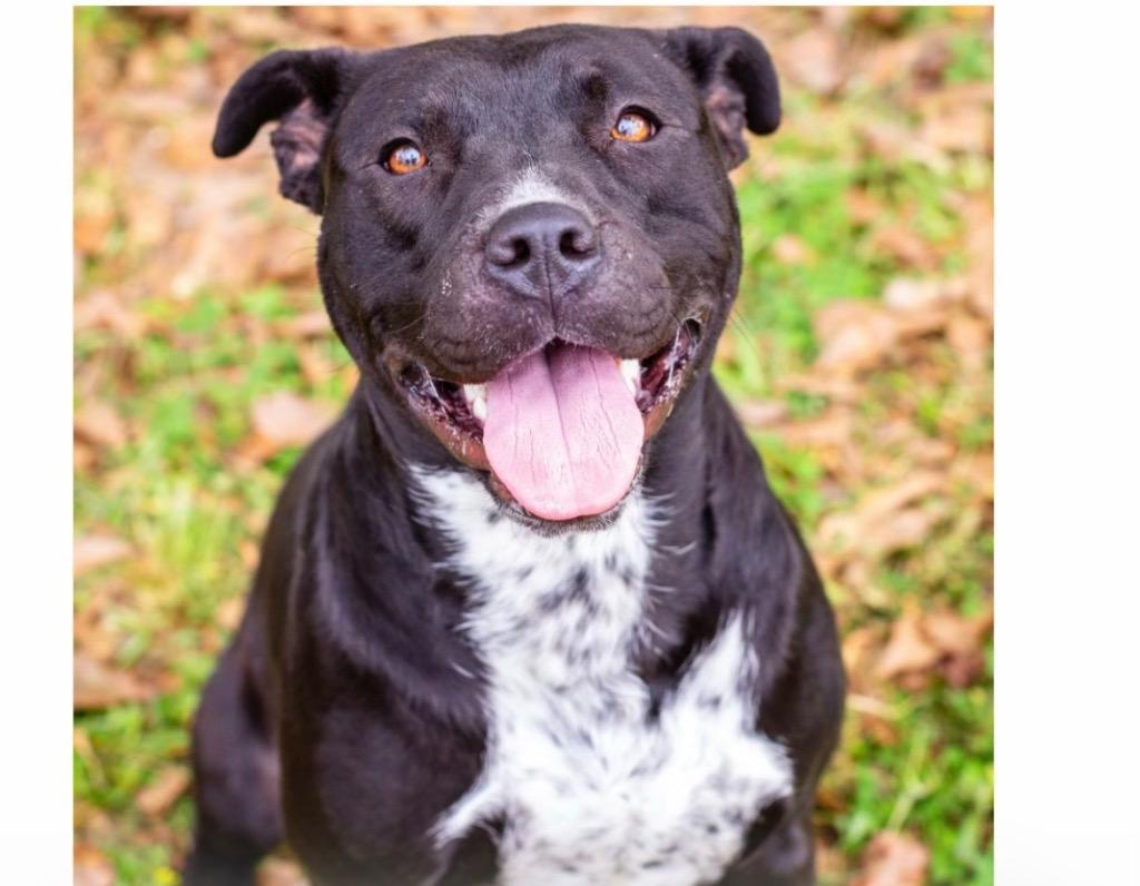 Enlarge Wilhelmina 26, a Adoptable mixed breed in Brookhaven, MS image 1/1