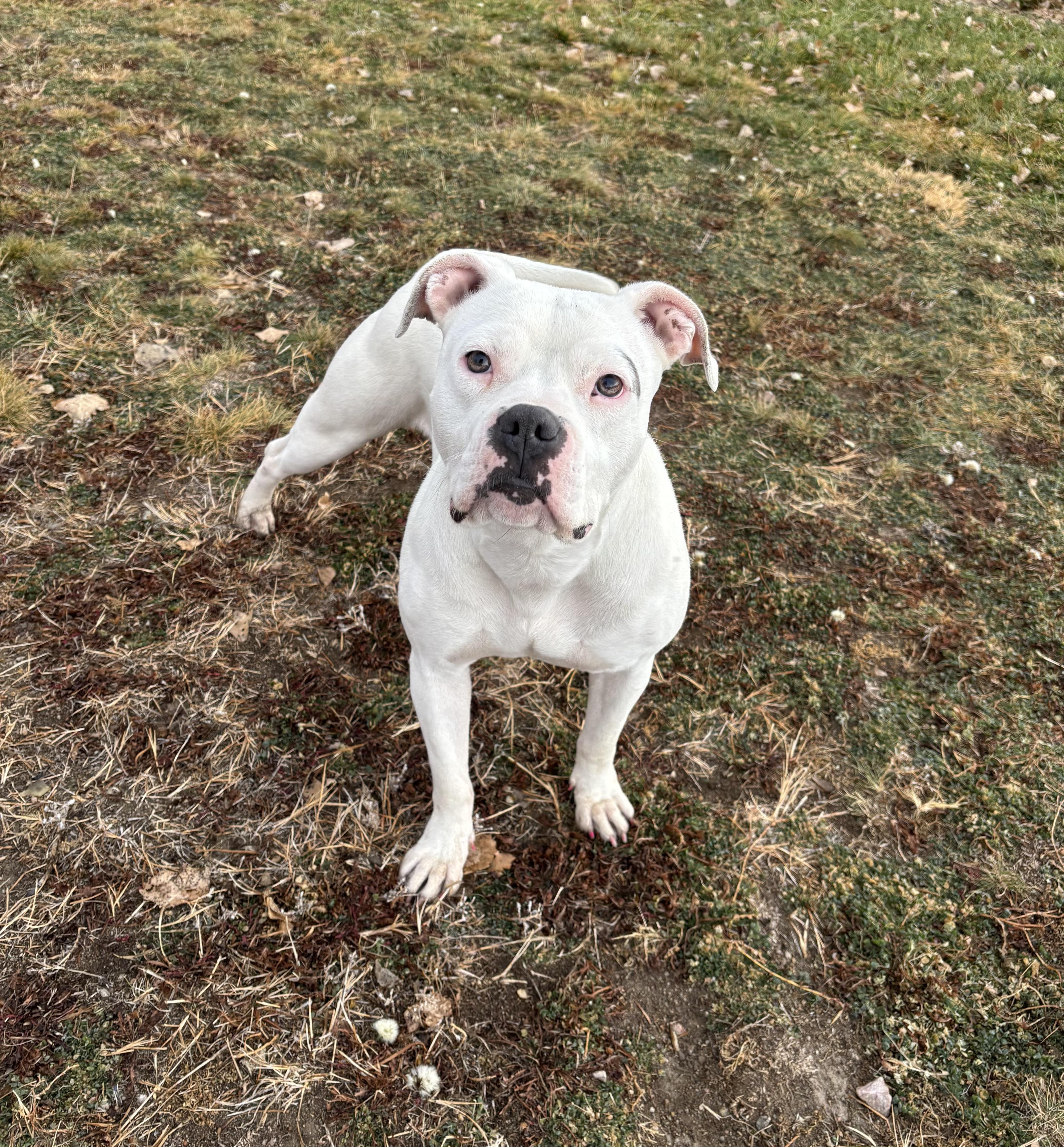 Journey, an adoptable Pit Bull Terrier, Boxer in Torrington, WY, 82240 | Photo Image 2