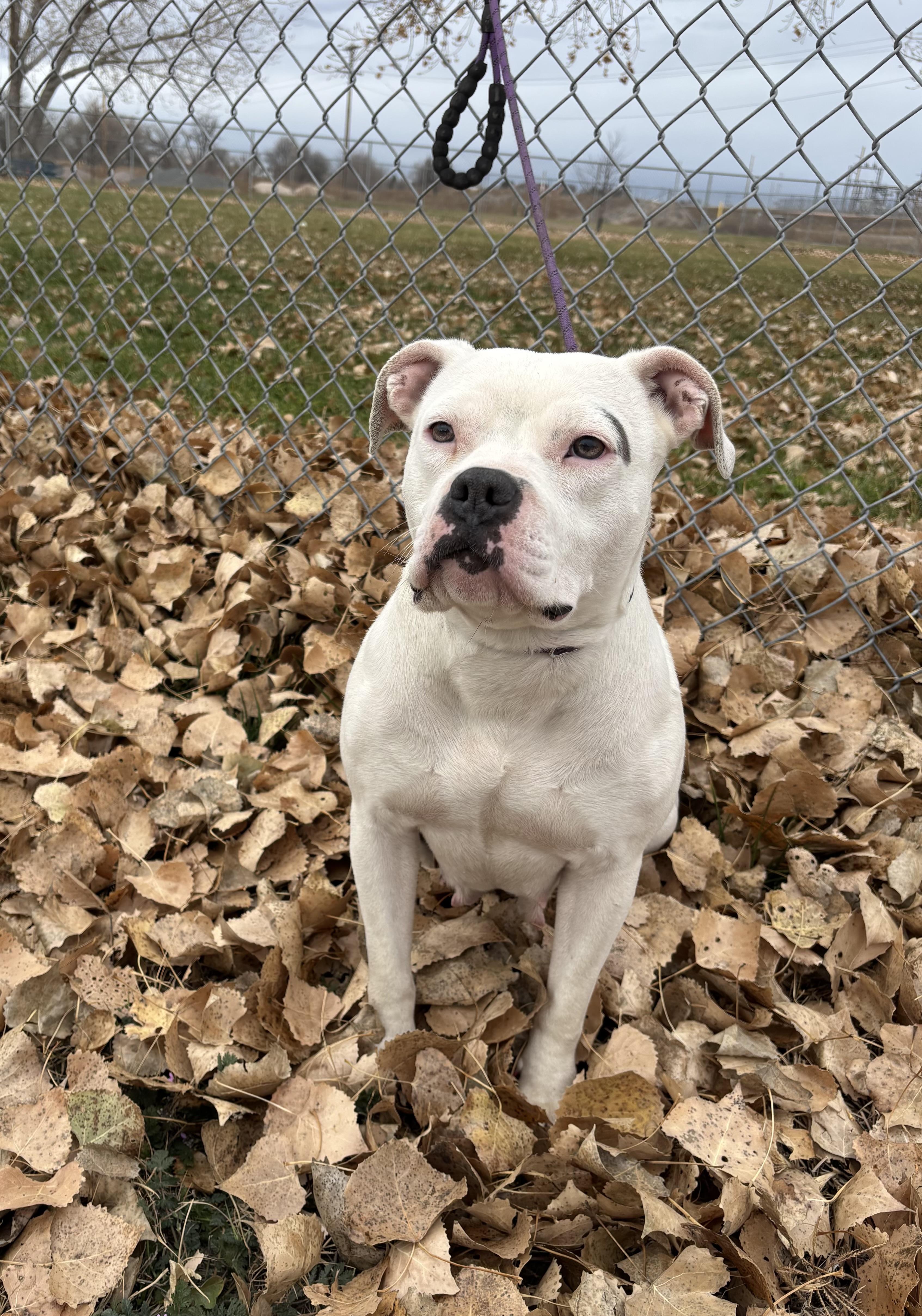 Journey, an adoptable Pit Bull Terrier, Boxer in Torrington, WY, 82240 | Photo Image 4