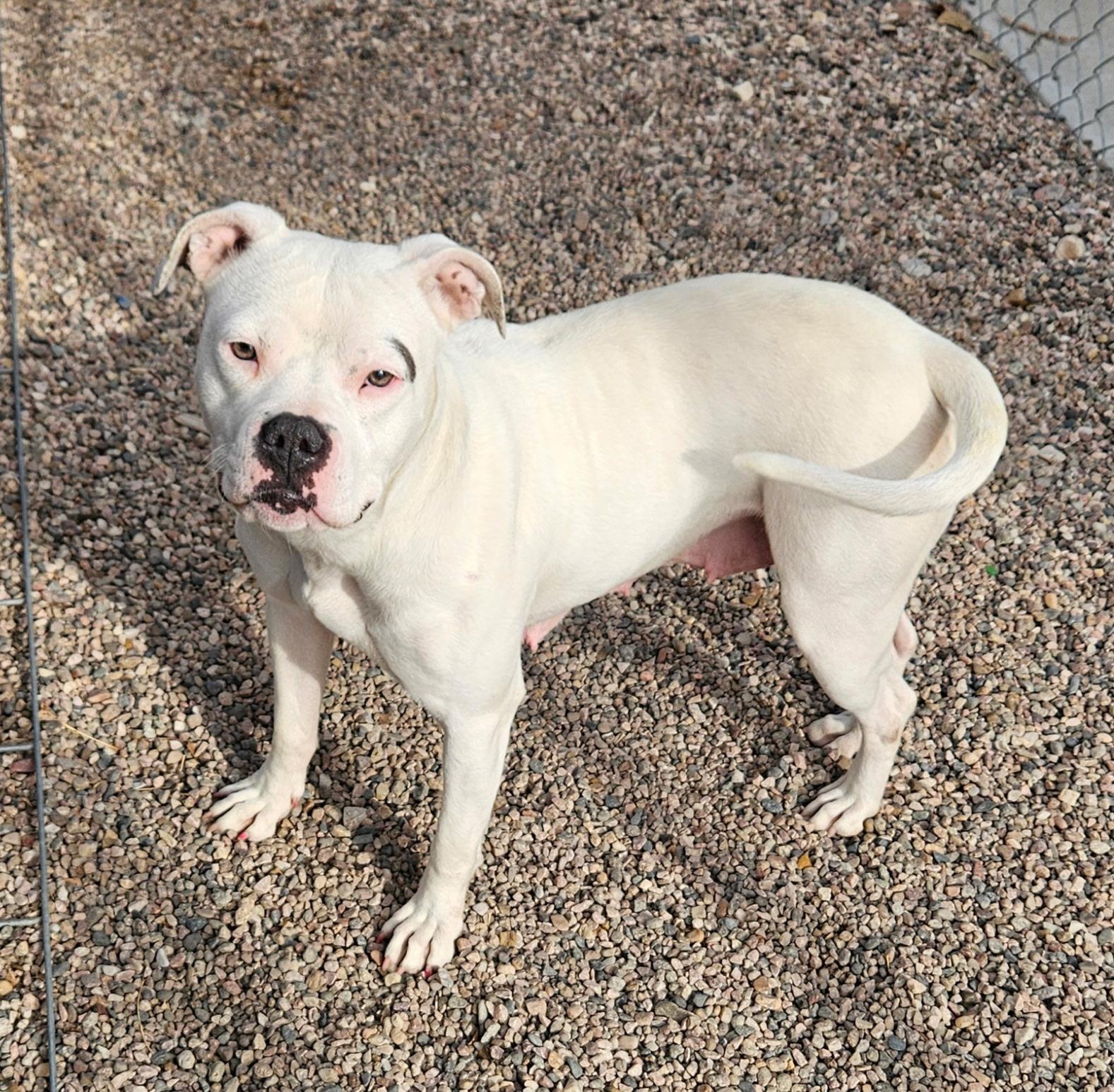 Journey, a Adoptable mixed breed in Torrington, WY image 1/4