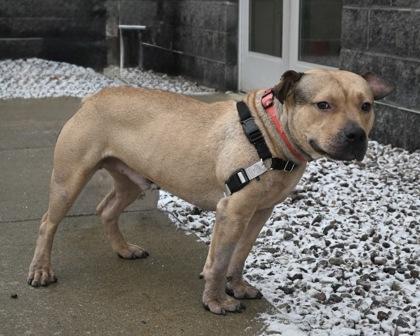Enlarge Bear, a Adoptable mixed breed in West Seneca, NY image 1/2