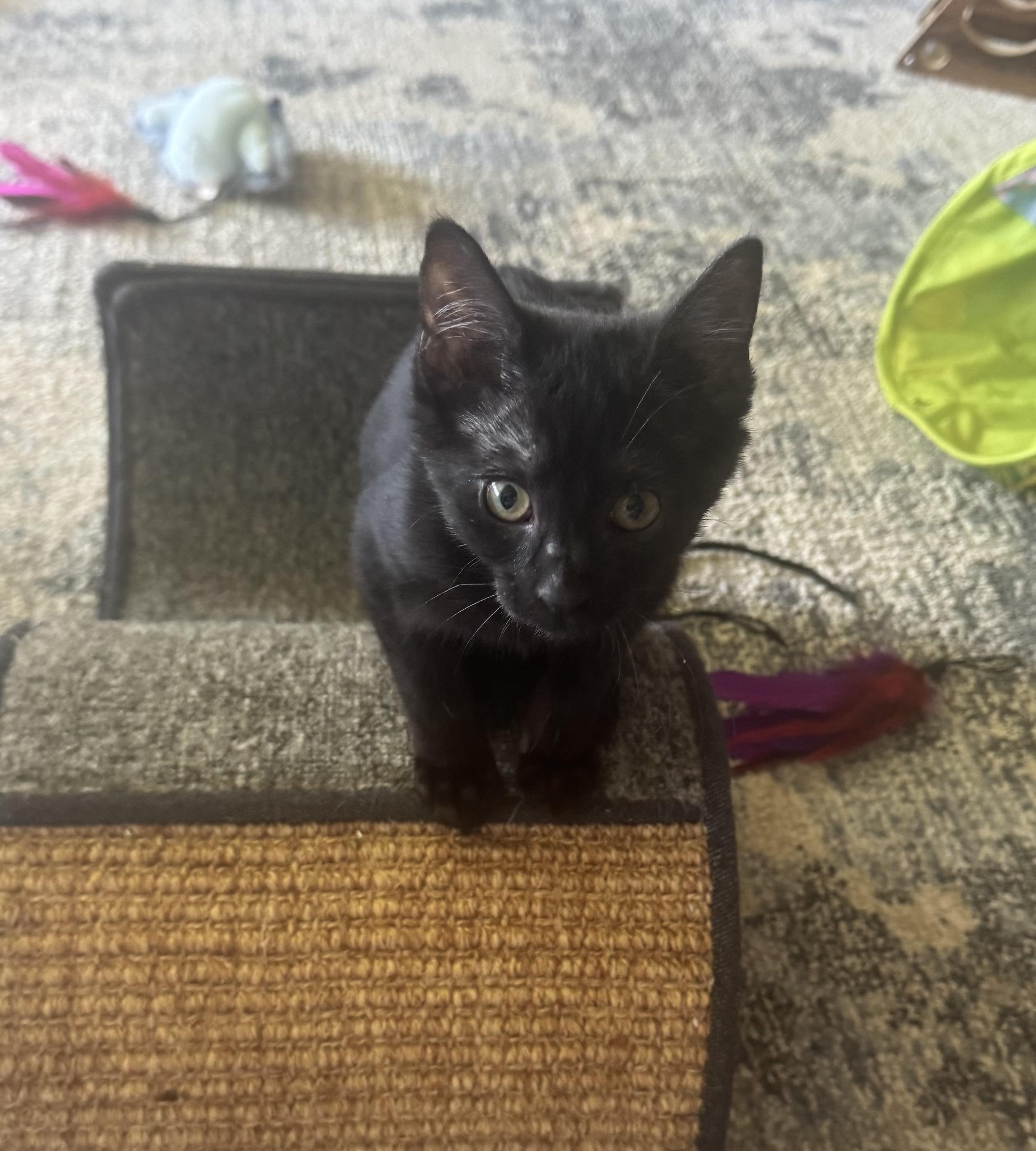 Orin photo 3