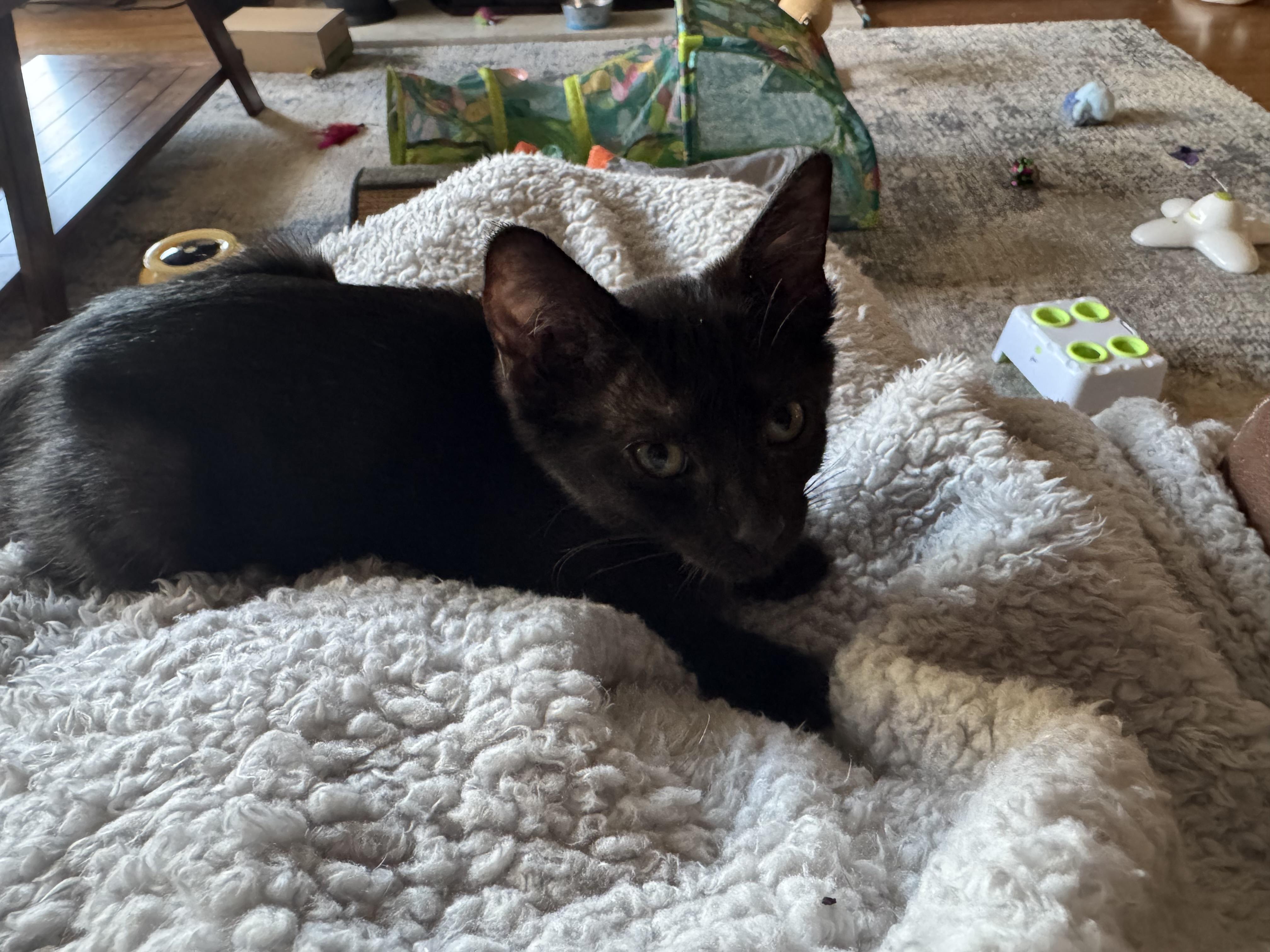 Orin