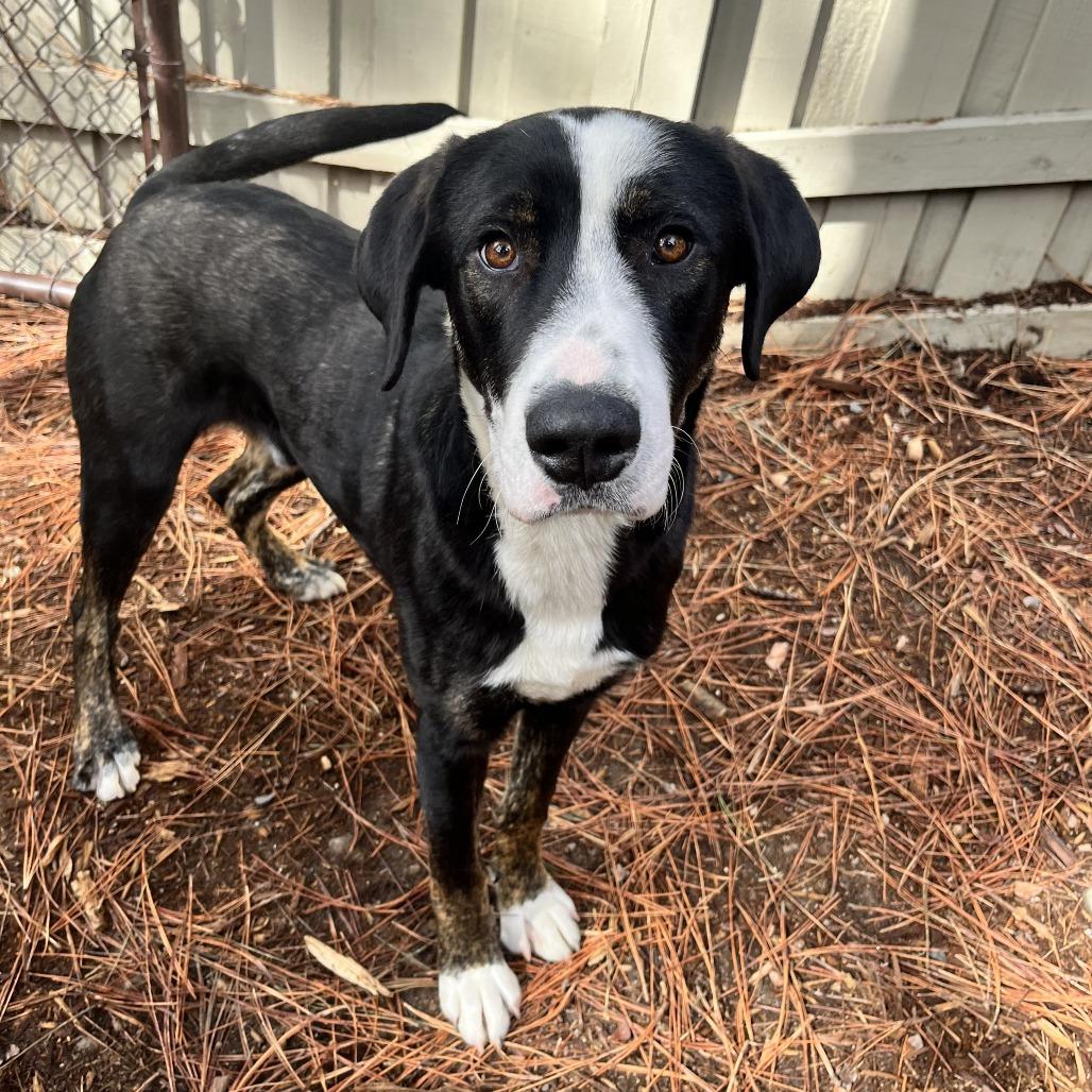 Cruze, Adoptable, Young Male Greater Swiss Mountain Dog & McNab.