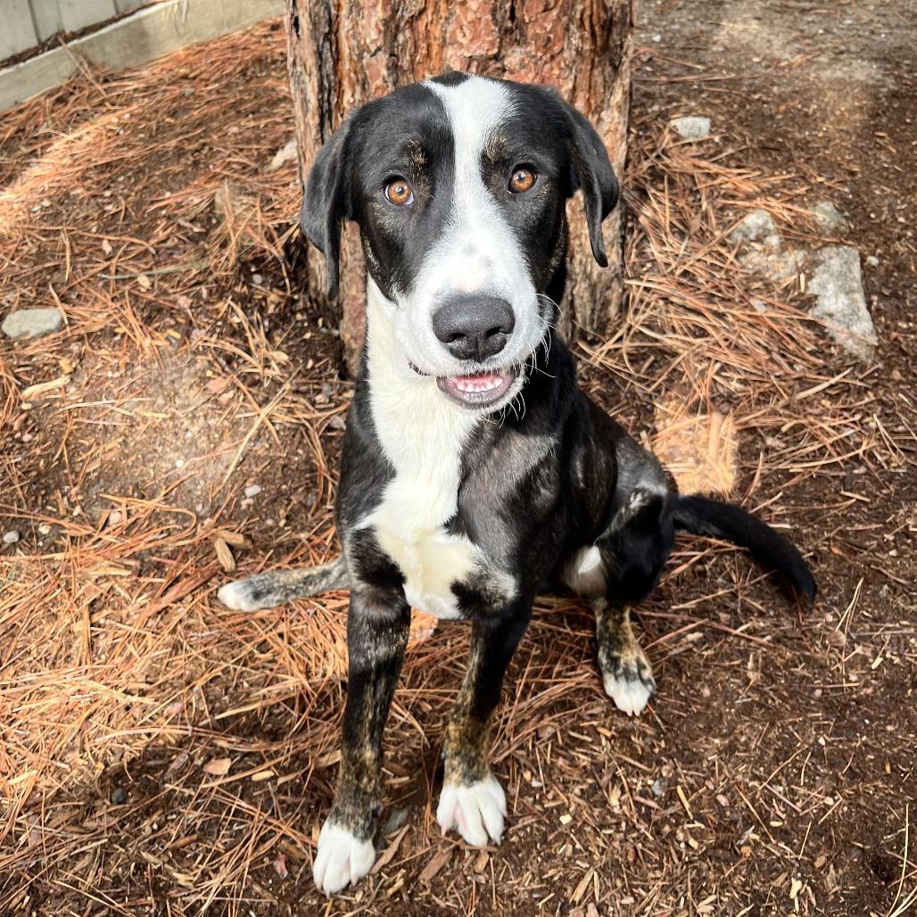 Enlarge Cruze, a Adoptable mixed breed in Incline Village, NV image 2/4