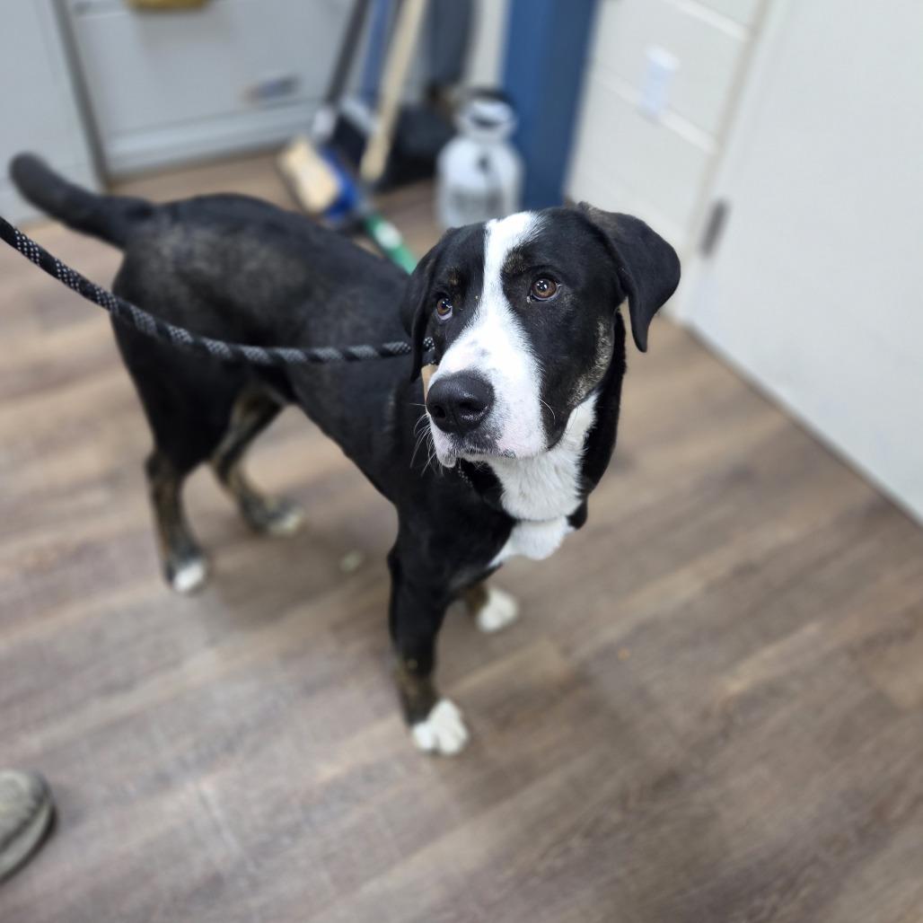 Enlarge Cruze, a Adoptable mixed breed in Incline Village, NV image 3/4