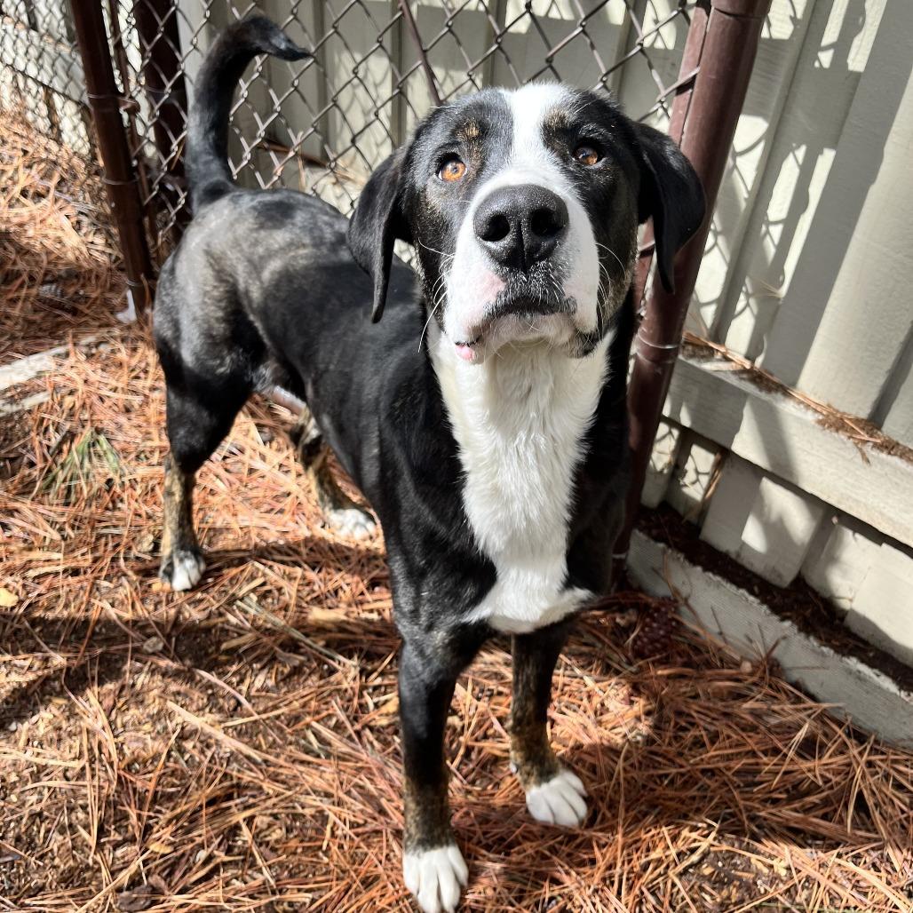 Enlarge Cruze, a Adoptable mixed breed in Incline Village, NV image 4/4