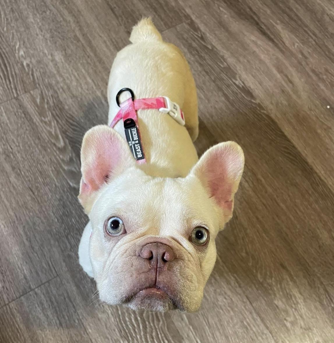 Lilly Rose, Adopted, Young Female French Bulldog.