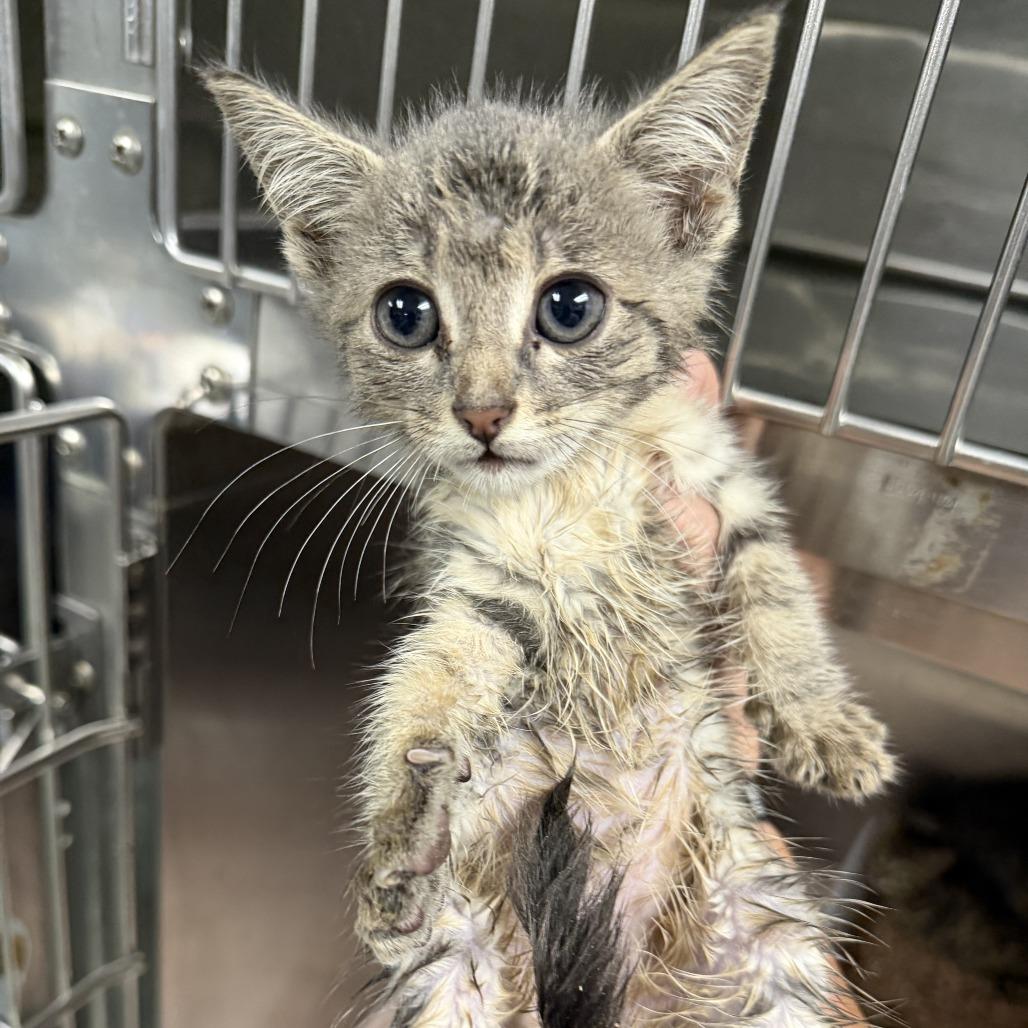 Nora, Adoptable, Kitten Female Domestic Short Hair.