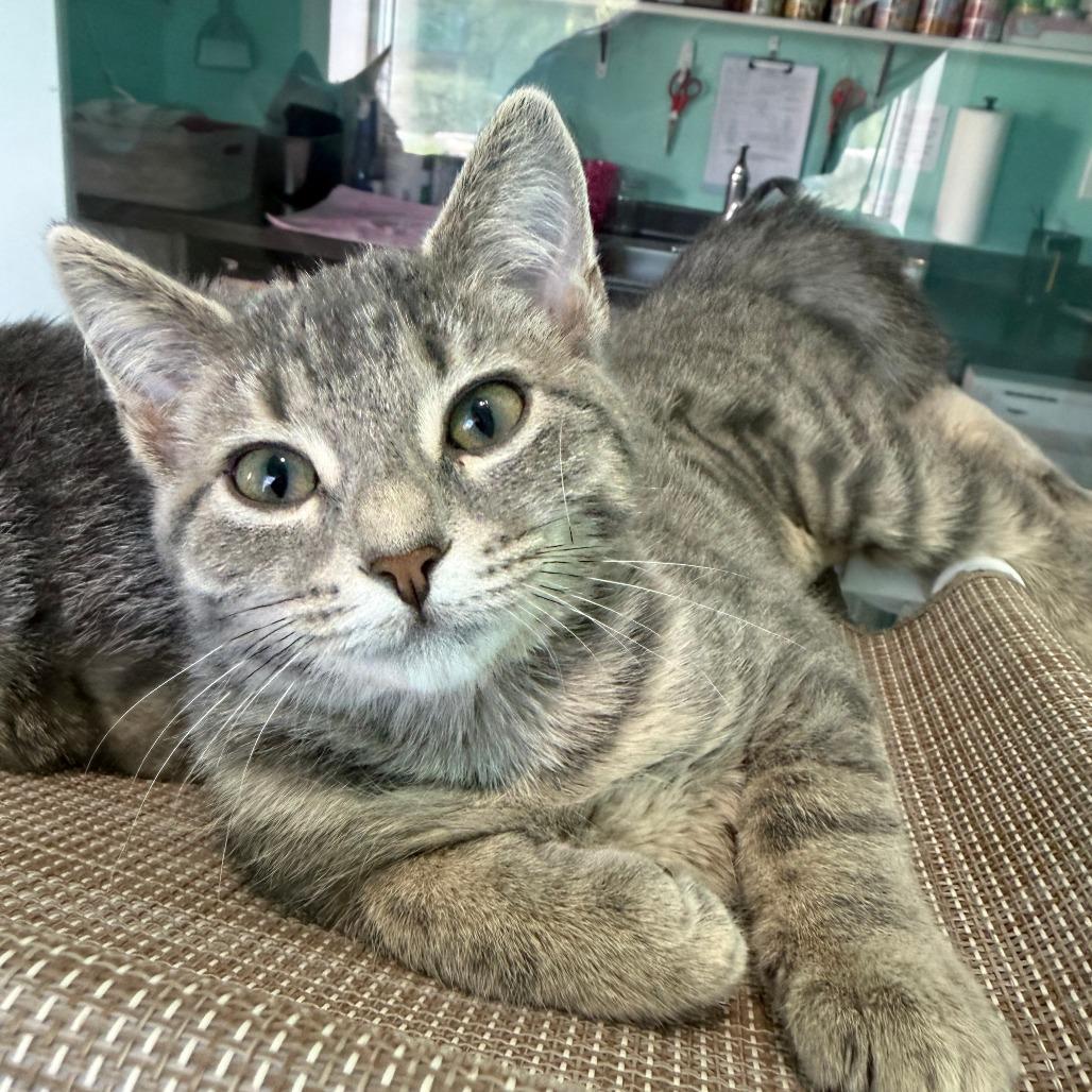 Nora, a Adoptable Domestic Short Hair in Marion, VA image 2/2