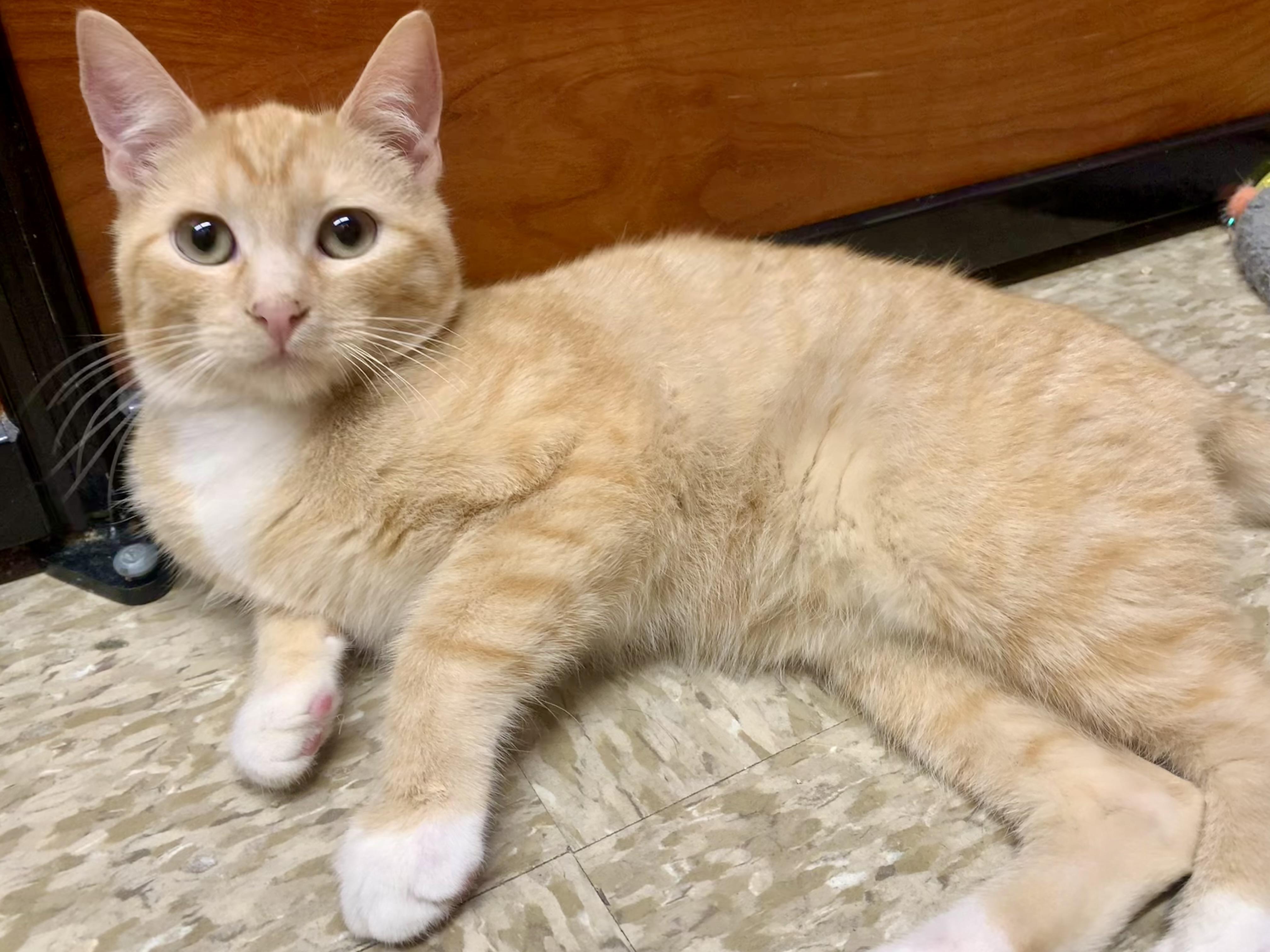 Buttons & Russell - BONDED PAIR, an adopted mixed breed in San Jose, CA image 2/4