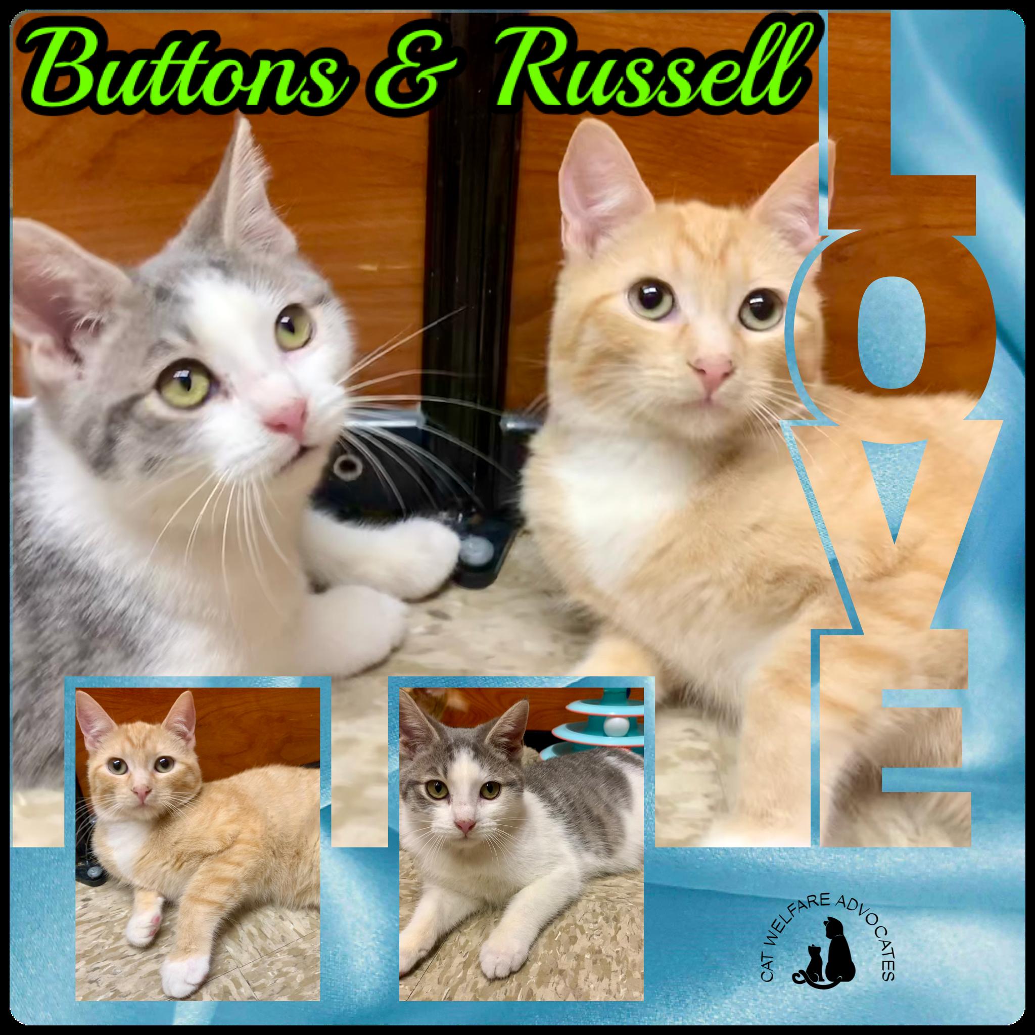 Buttons & Russell - BONDED PAIR, an adopted mixed breed in San Jose, CA image 1/4