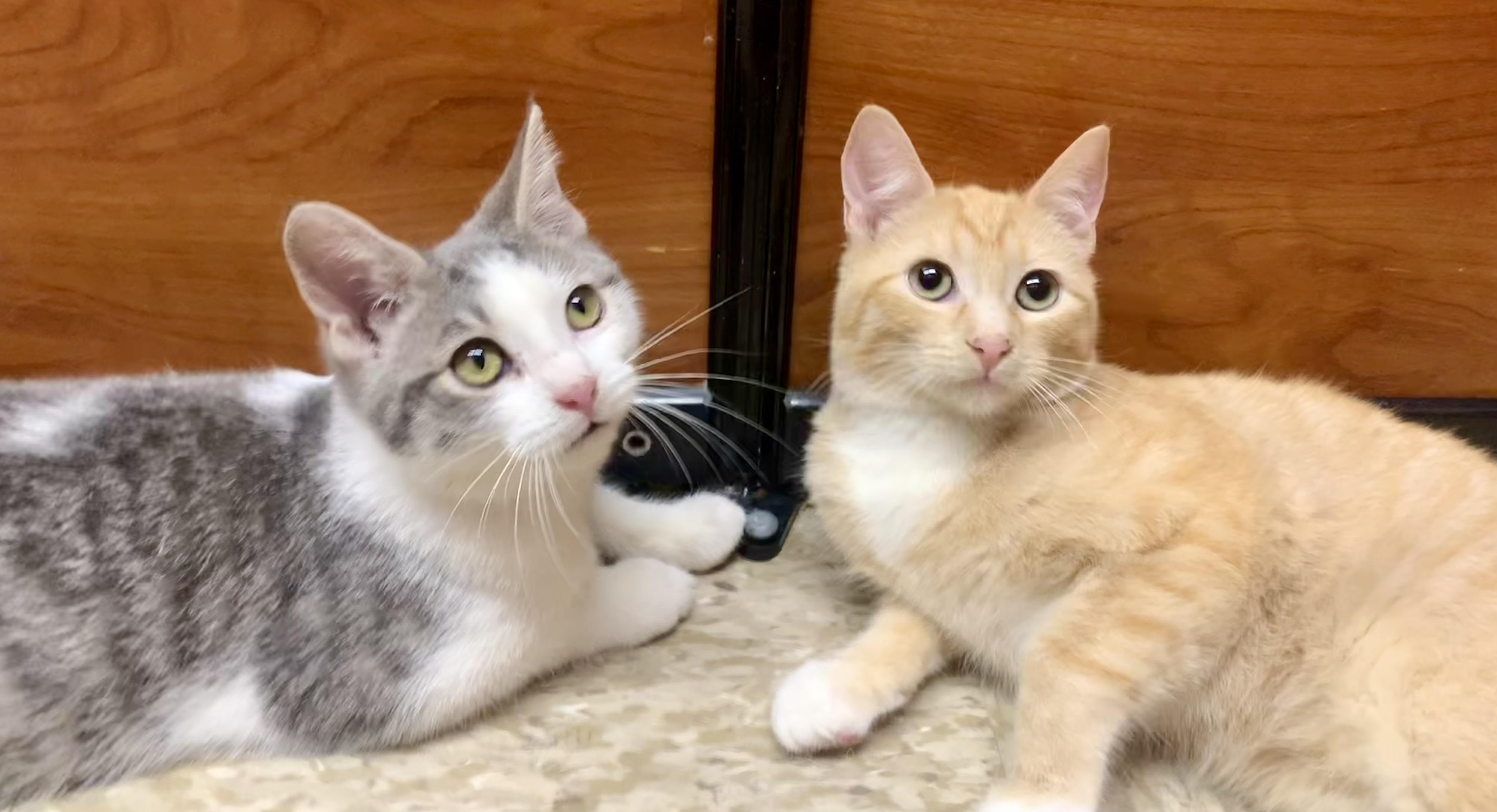 Buttons & Russell - BONDED PAIR, an adopted mixed breed in San Jose, CA image 3/4