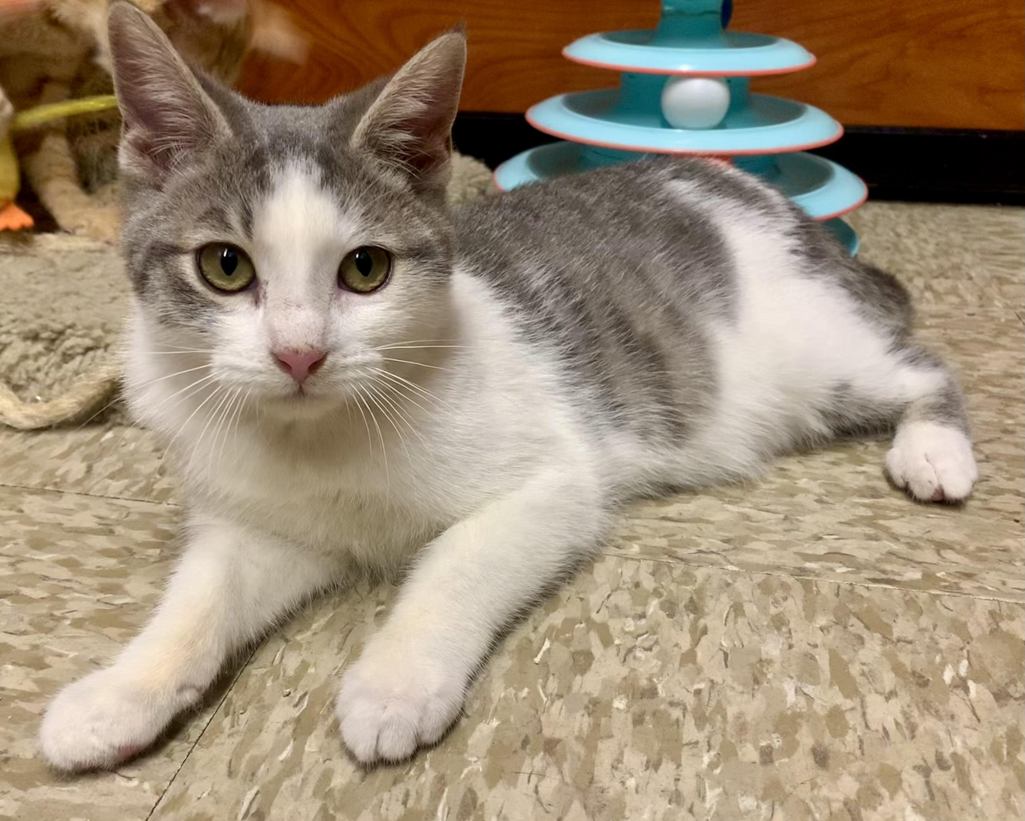 Buttons & Russell - BONDED PAIR, an adopted mixed breed in San Jose, CA image 4/4
