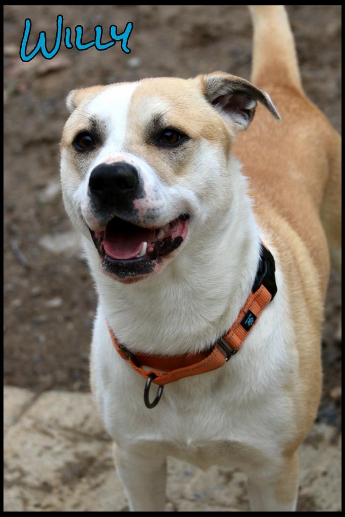 Enlarge Willy, a ADOPTABLE mixed breed in Shippenville, PA image 2/6
