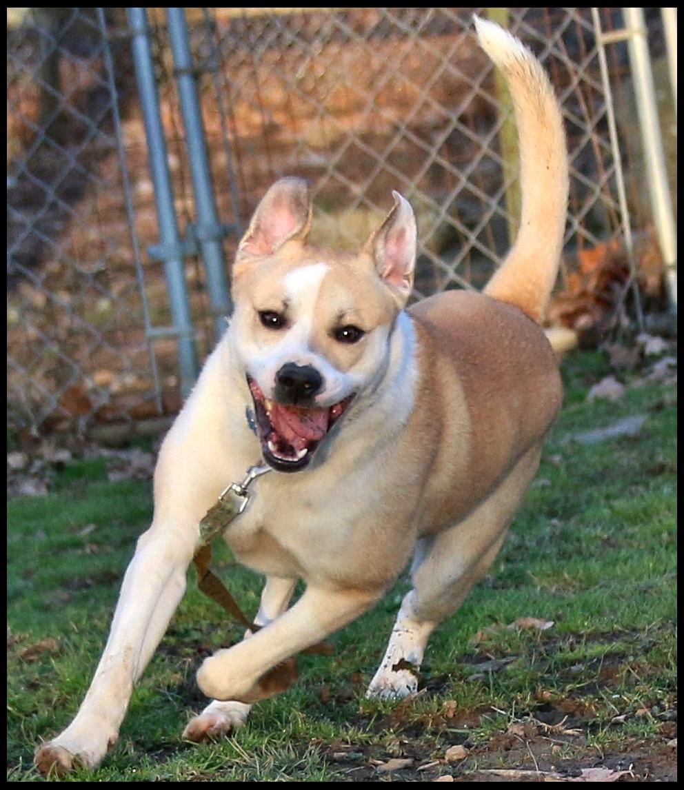 Enlarge Willy, a ADOPTABLE mixed breed in Shippenville, PA image 1/6