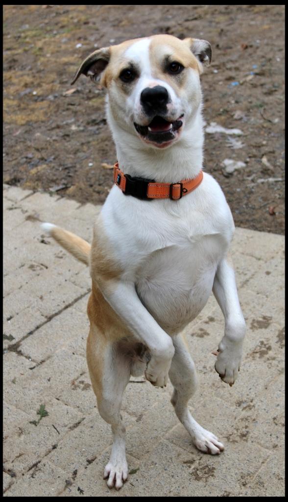 Enlarge Willy, a ADOPTABLE mixed breed in Shippenville, PA image 6/6