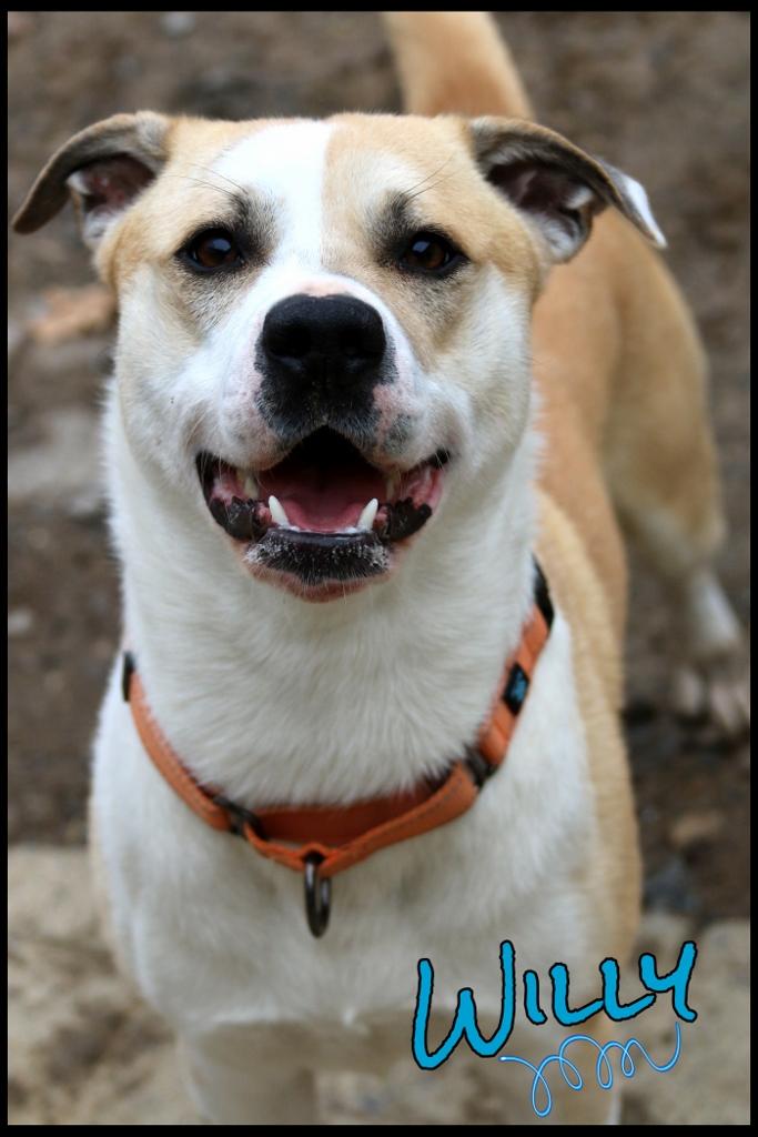 Enlarge Willy, a ADOPTABLE mixed breed in Shippenville, PA image 4/6