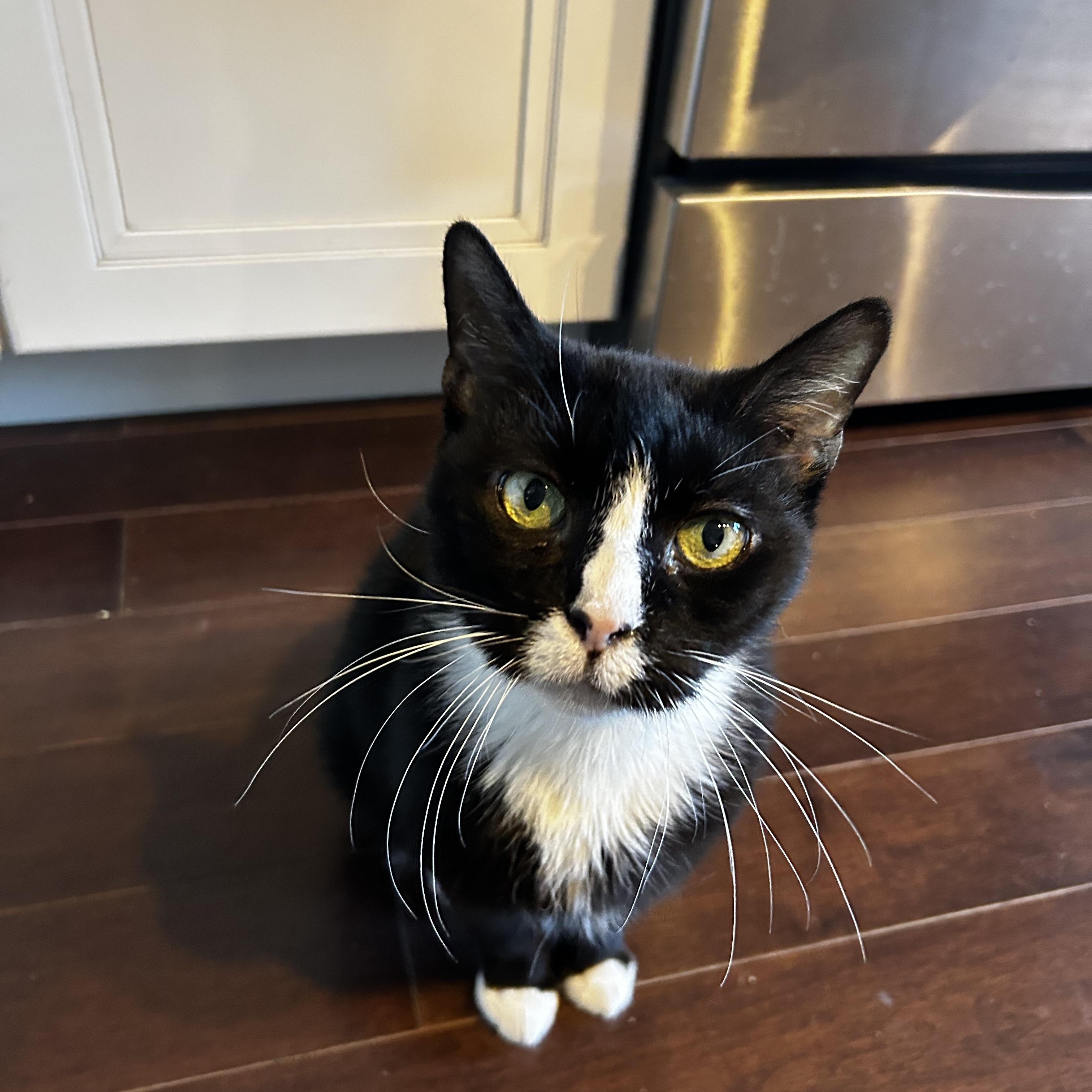 Nuna, Adoptable, Senior Female Domestic Short Hair.