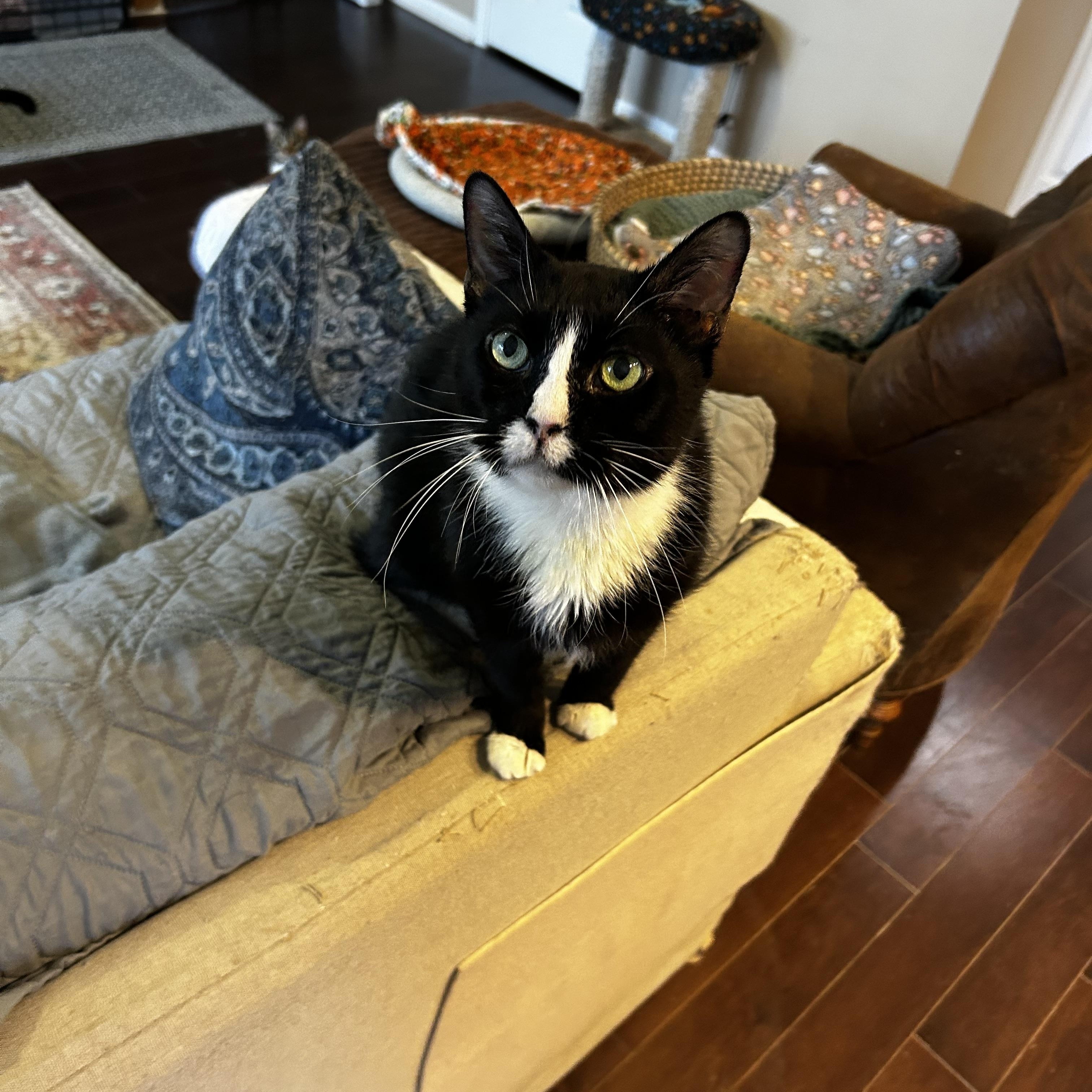 Enlarge Nuna, a Adoptable Domestic Short Hair in Warminster, PA image 1/6