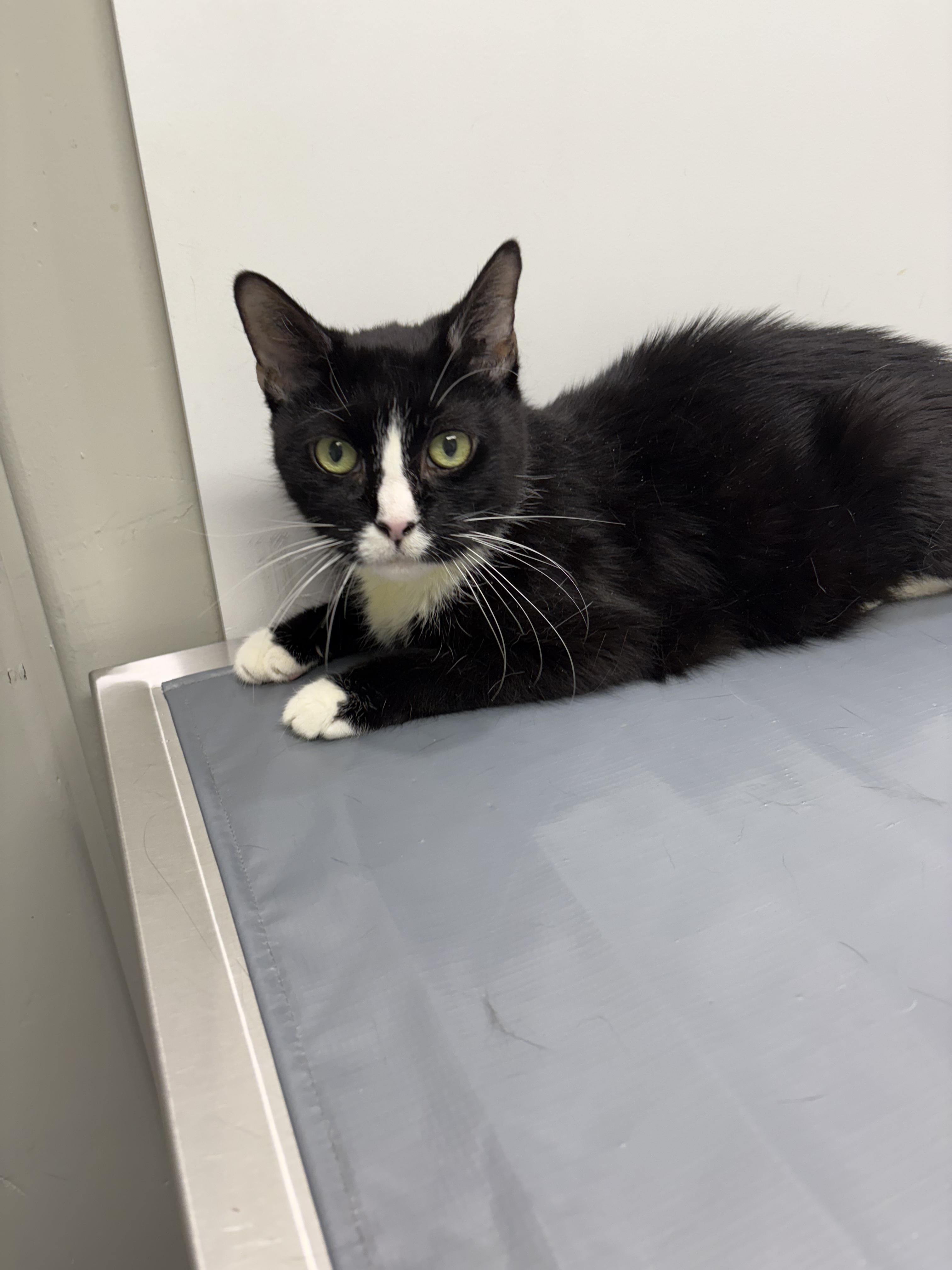 Enlarge Nuna, a Adoptable Domestic Short Hair in Warminster, PA image 3/6