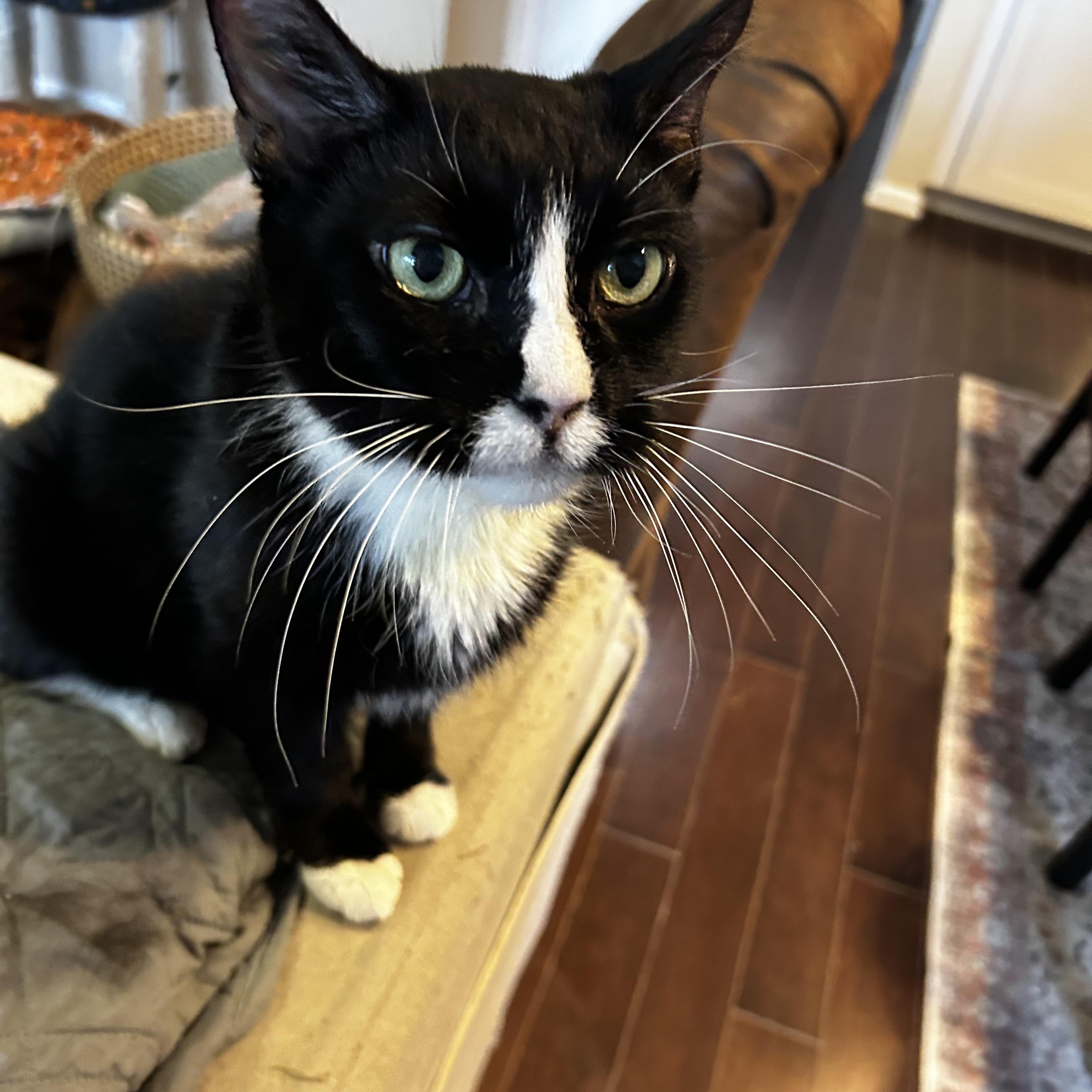 Enlarge Nuna, a Adoptable Domestic Short Hair in Warminster, PA image 5/6